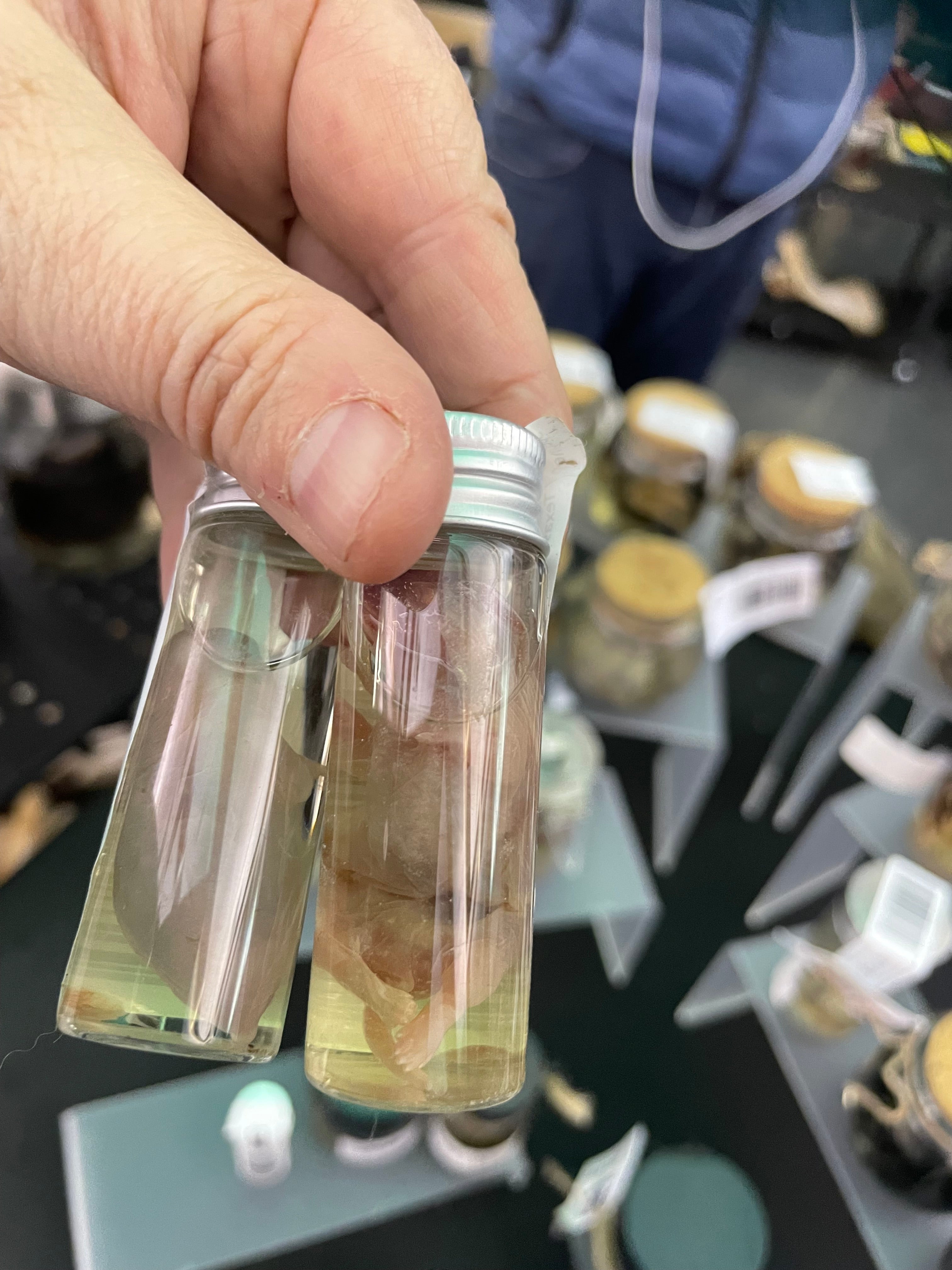 Pinky Mice Wet Specimen