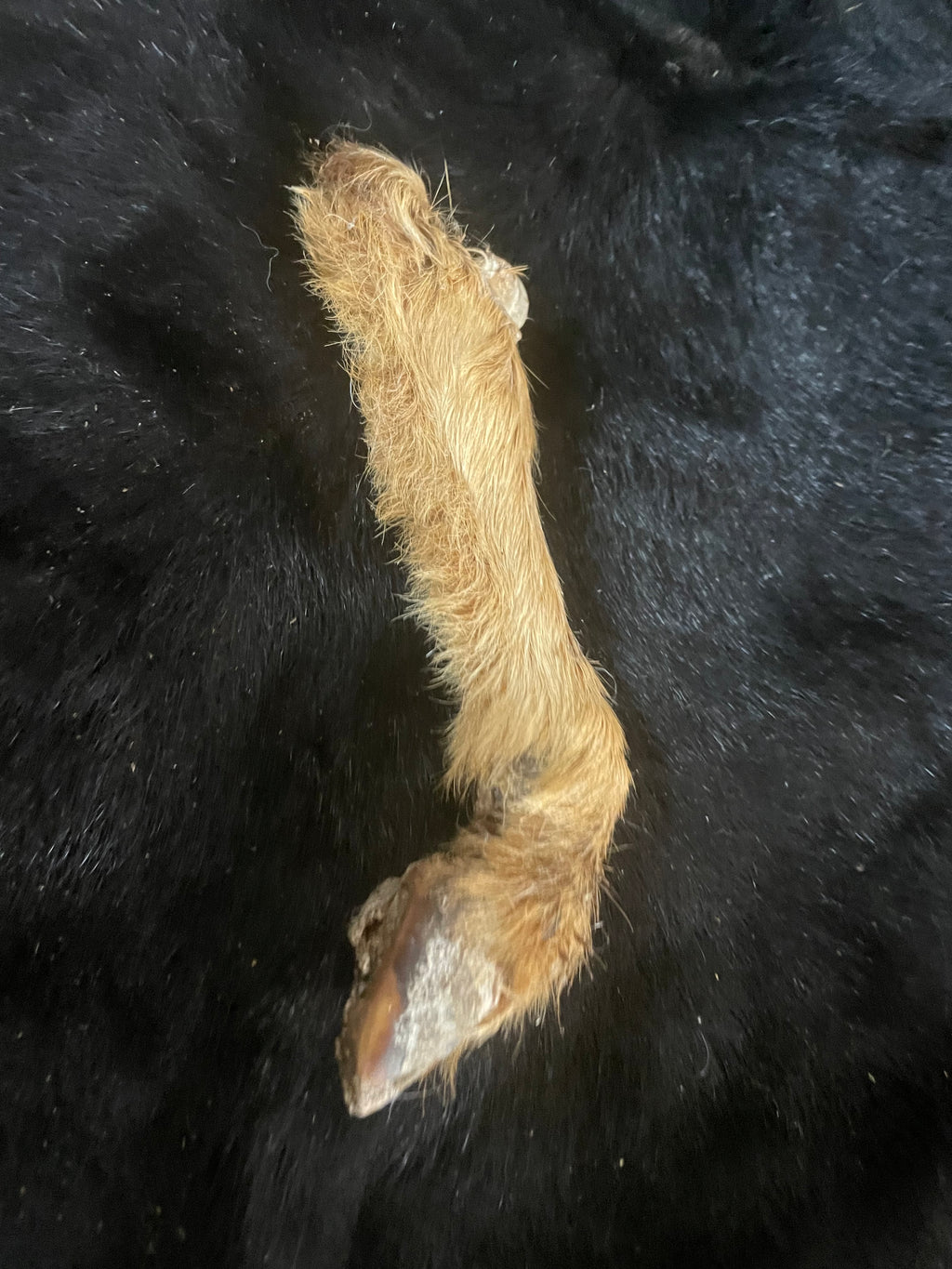 Goat Mummified Legs red