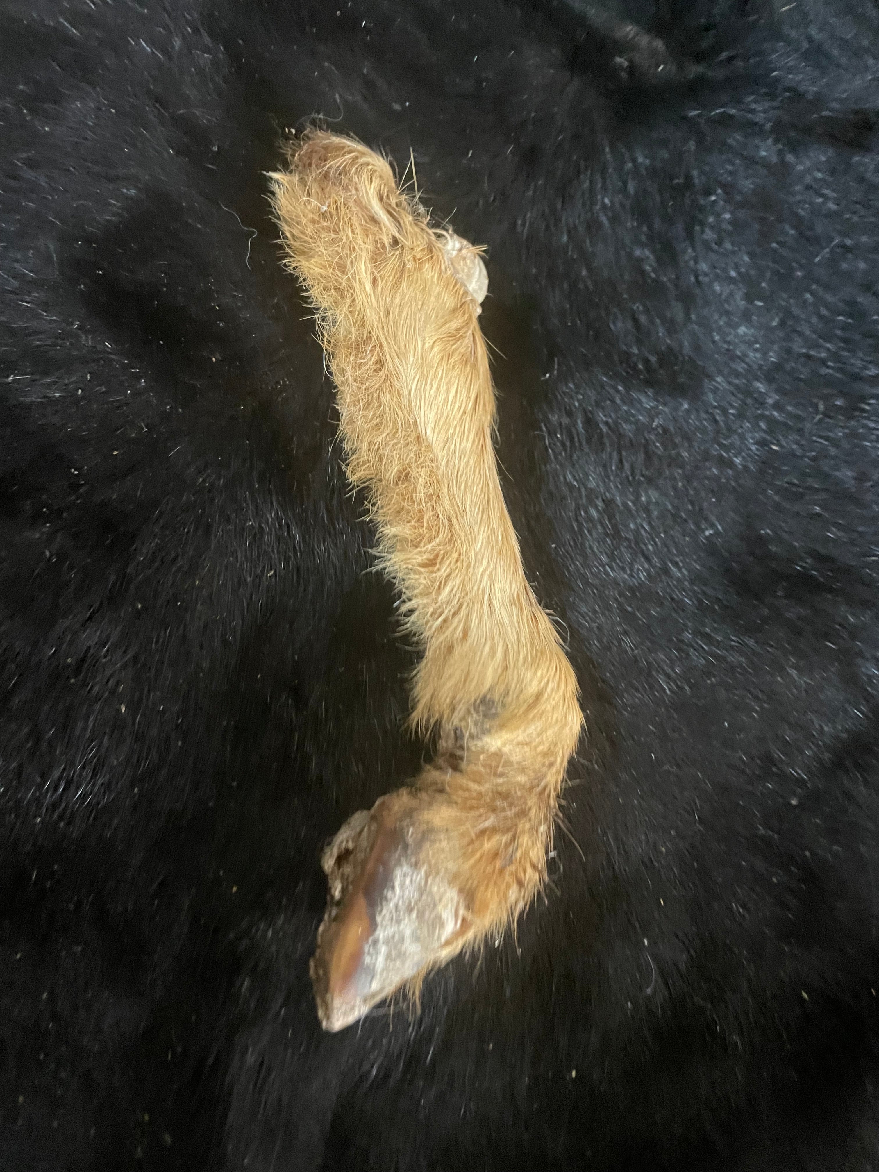 Goat Mummified Legs red