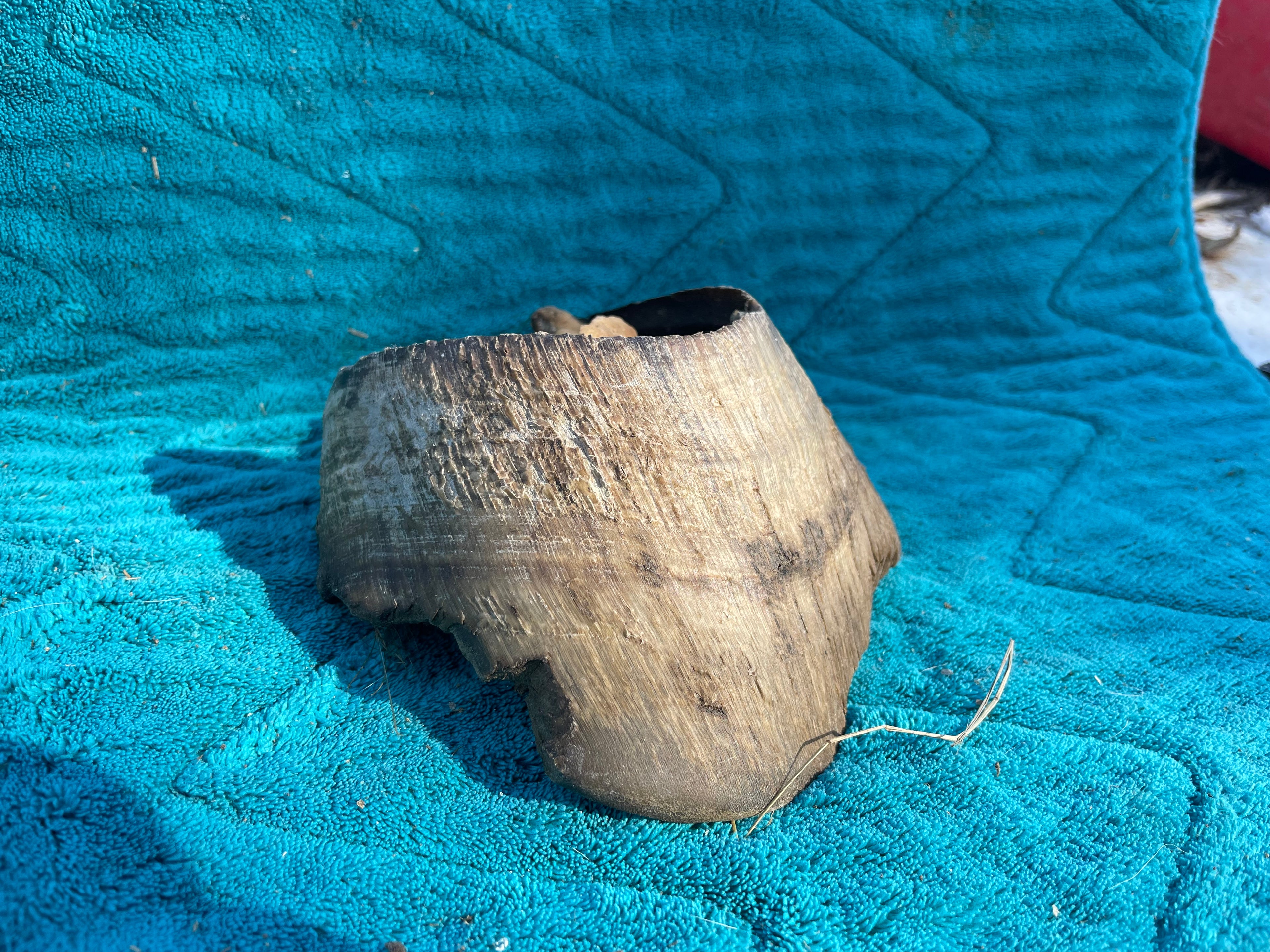 Laminitis Horse Hoof