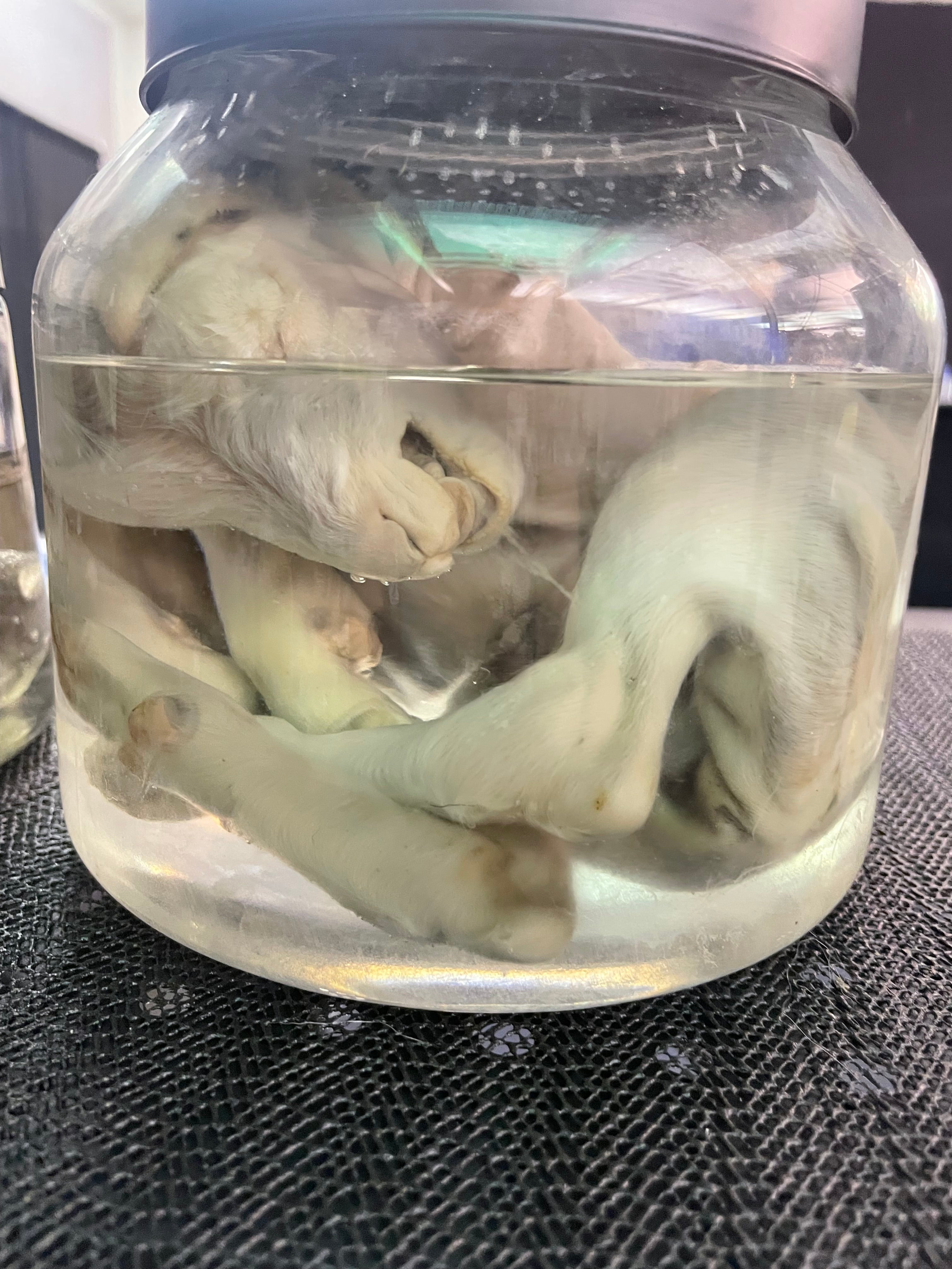 Fetal Goat Wet Specimen