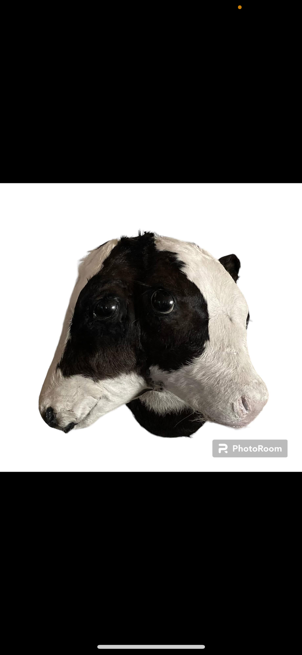 Commissioned 2 Headed Calves Gaft. Log in for wholesale prices
