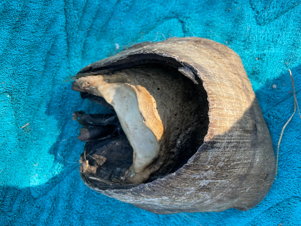 Laminitis Horse Hoof