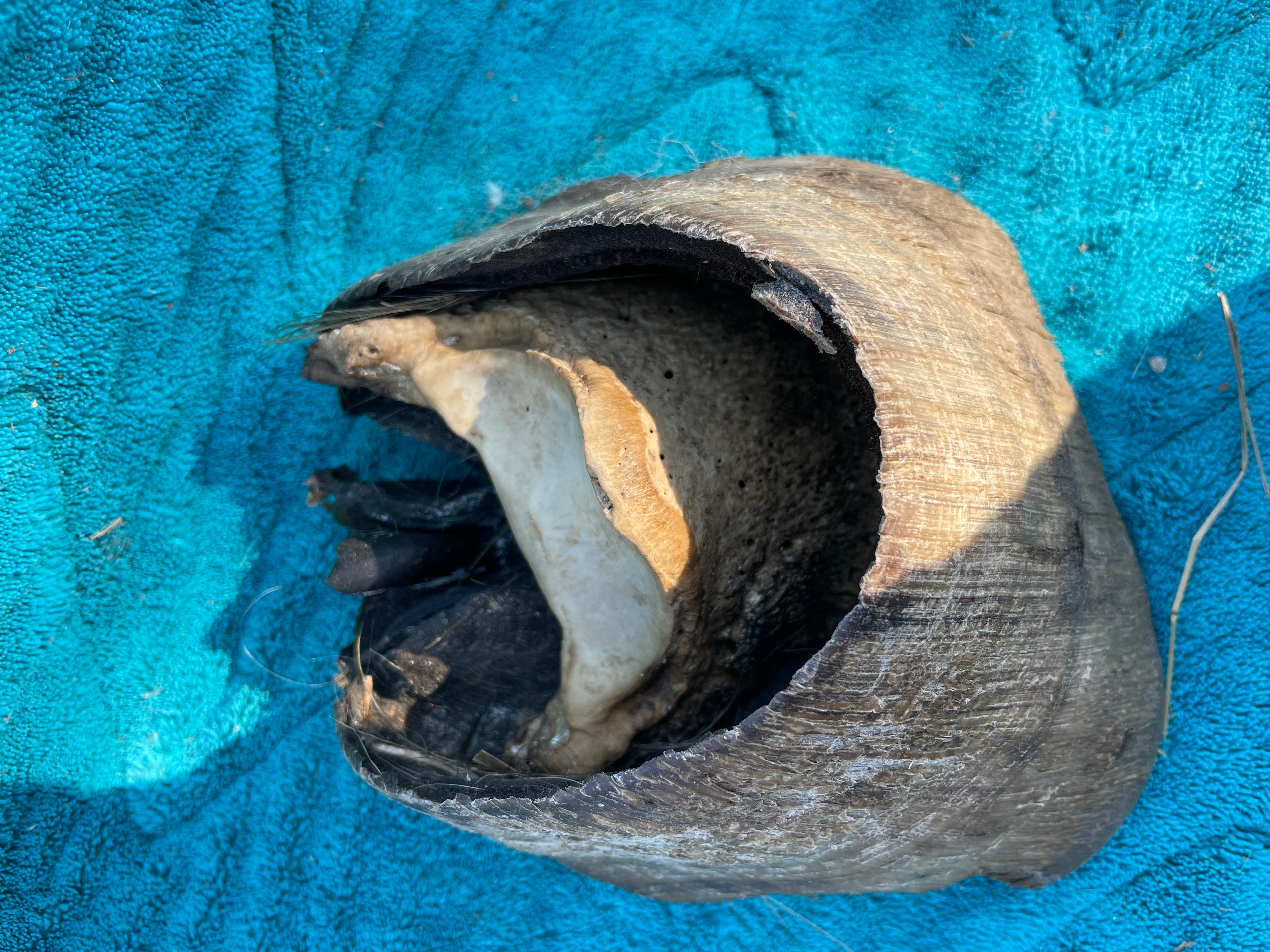 Laminitis Horse Hoof