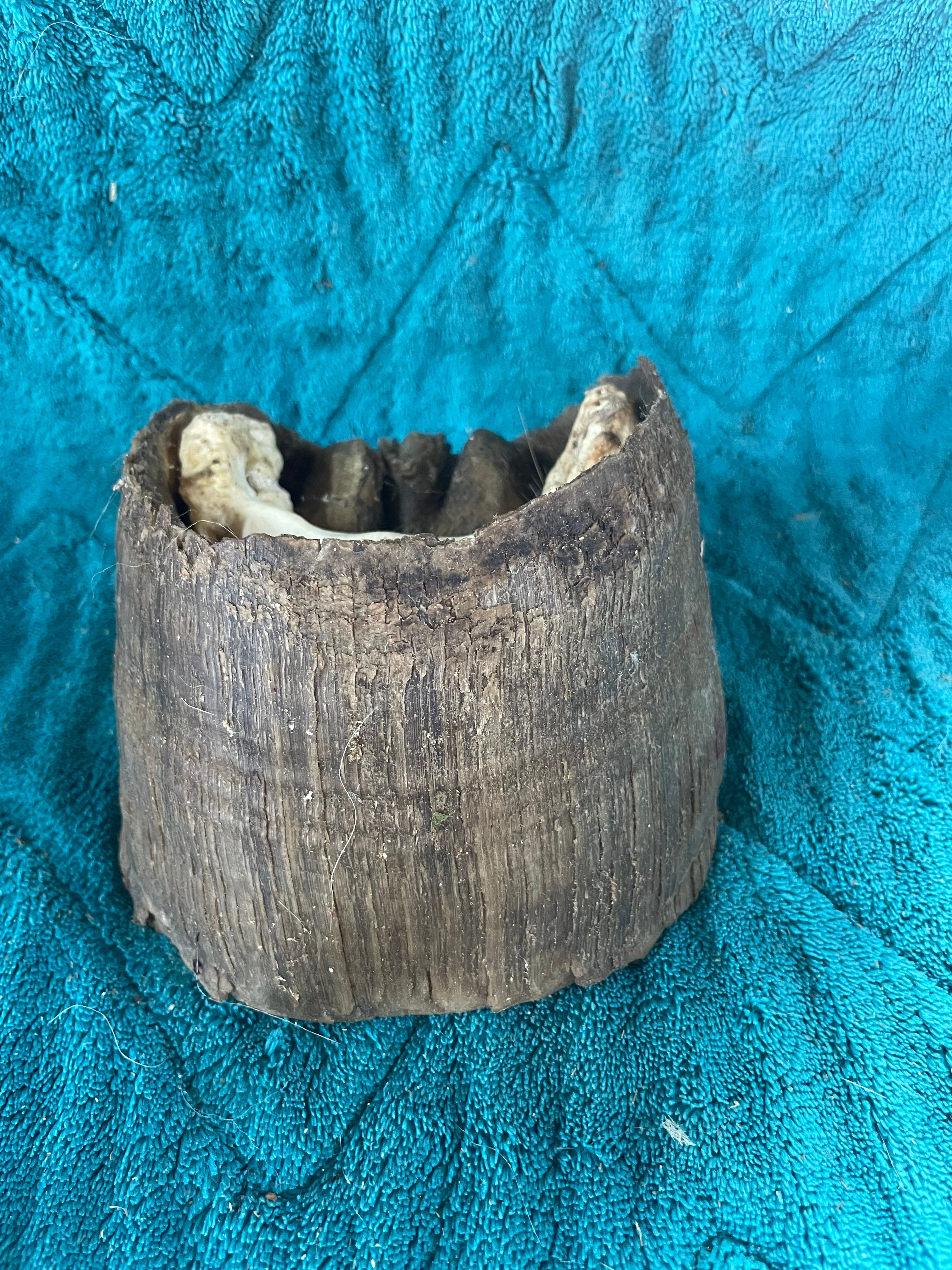 Horse Hoof