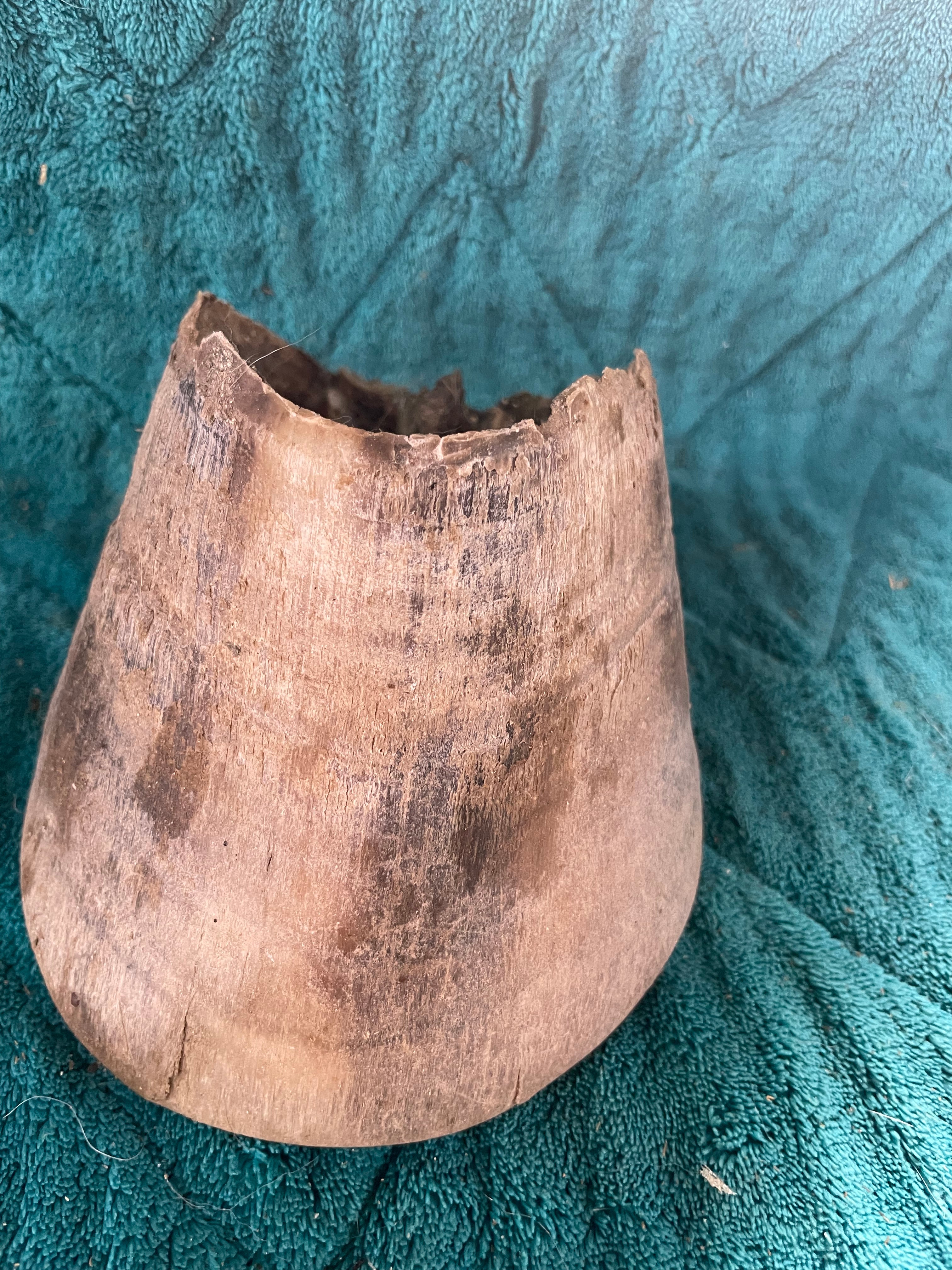 Mustang Horse Hoof