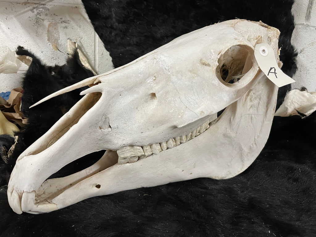Horse Skull