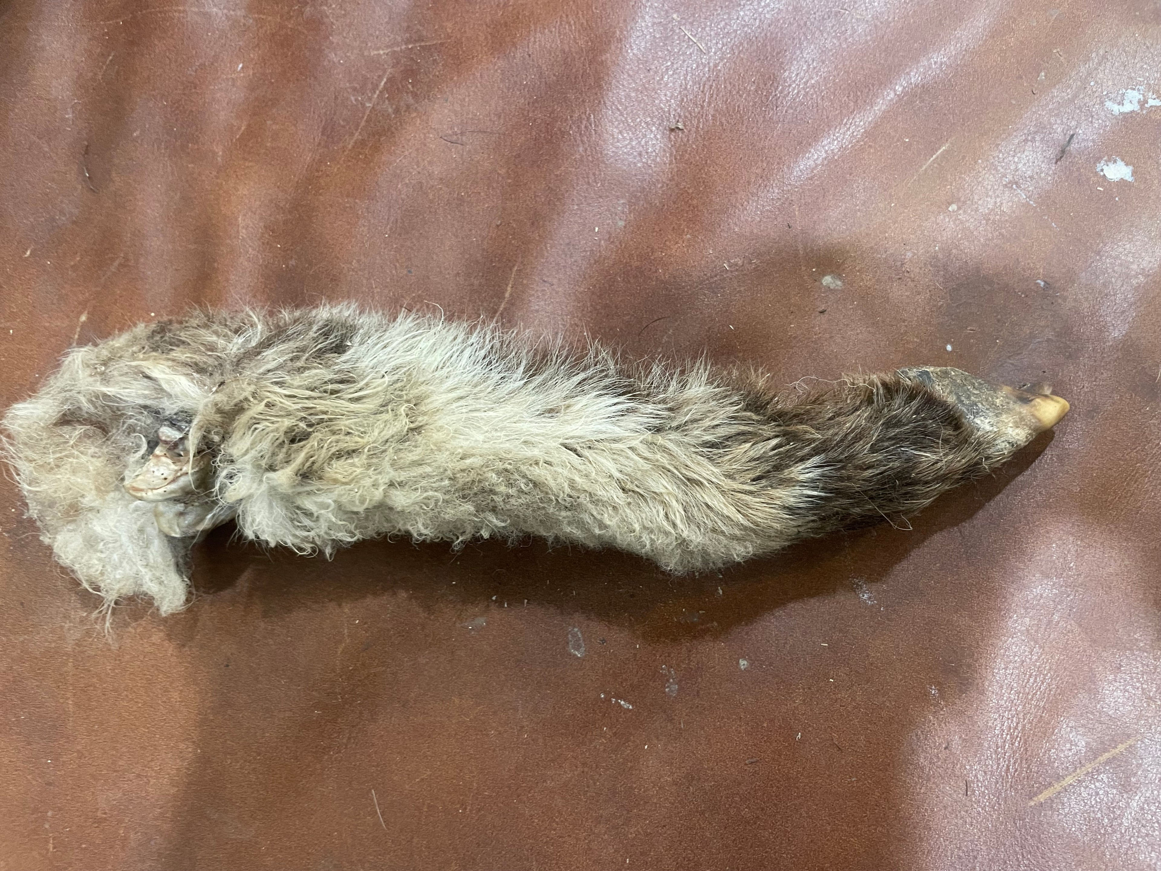 Mummified Lamb