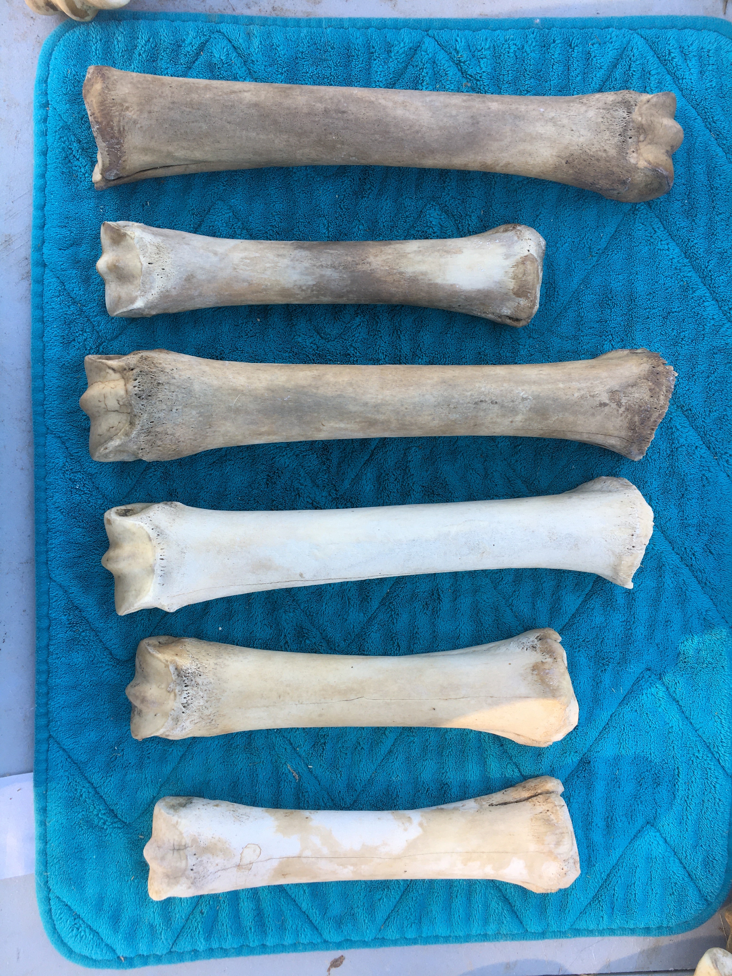Horse leg Lots