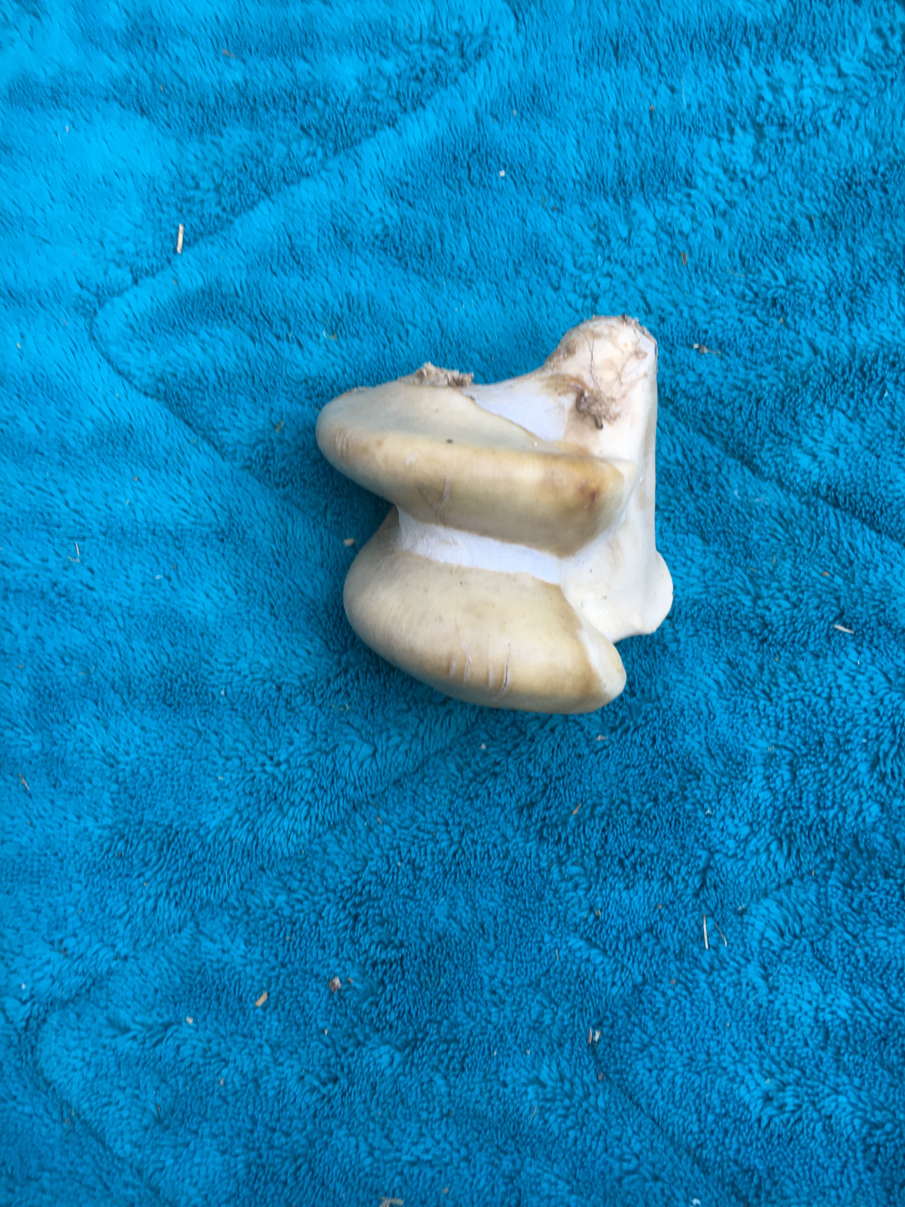 Foal Misc Bone