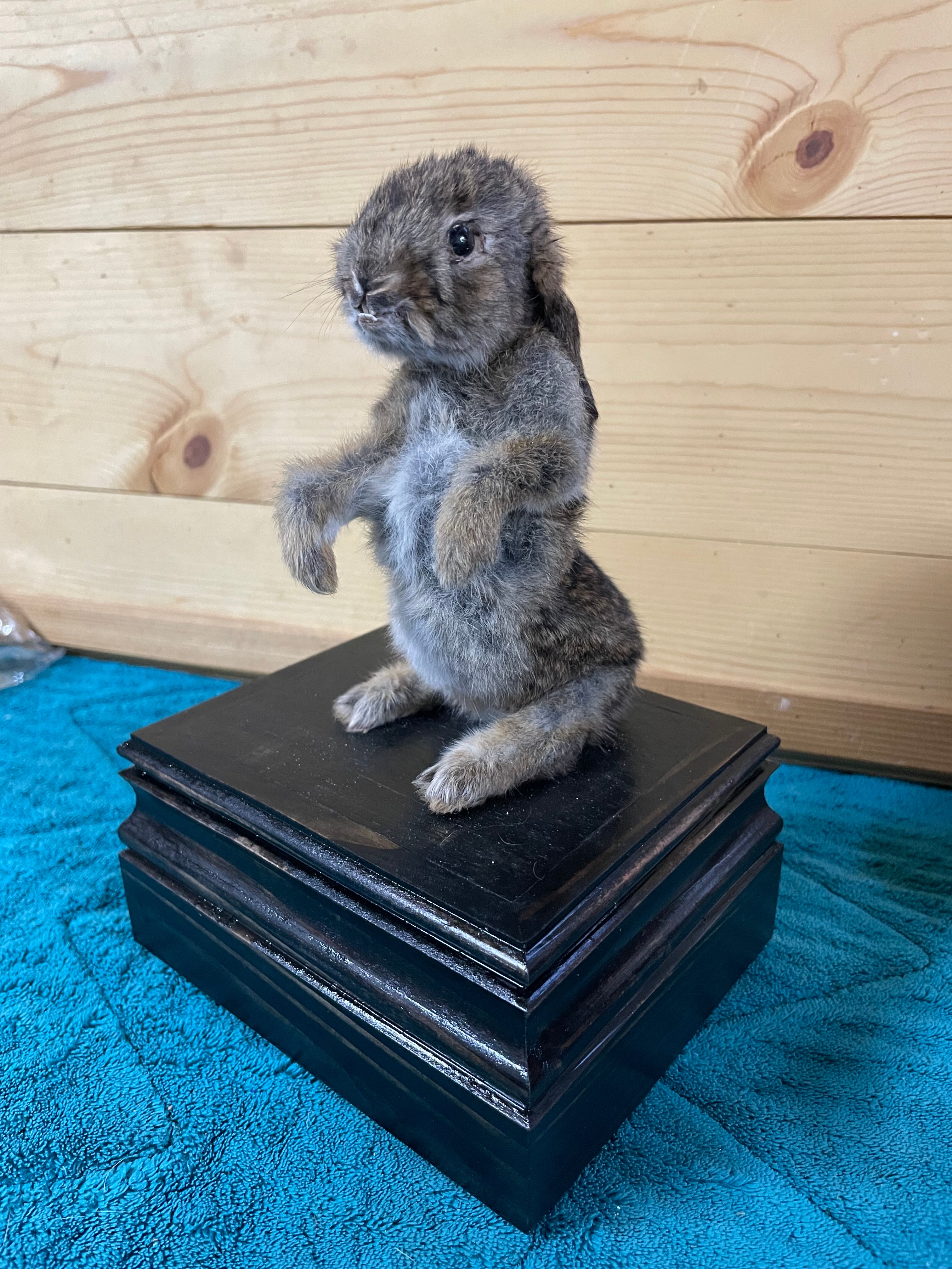 Small Baby Bunny Rabbit