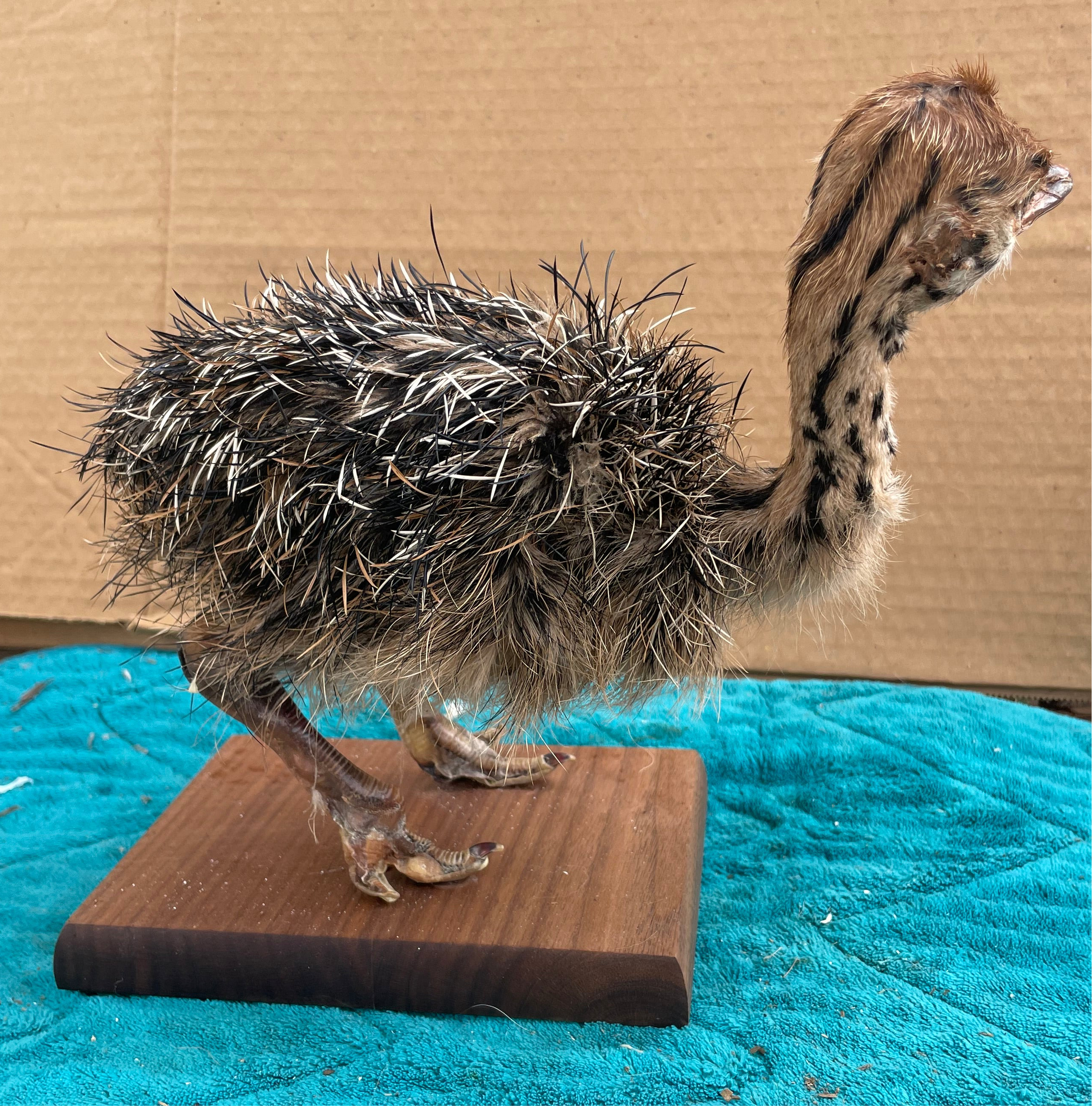 Ostrich Taxidermy