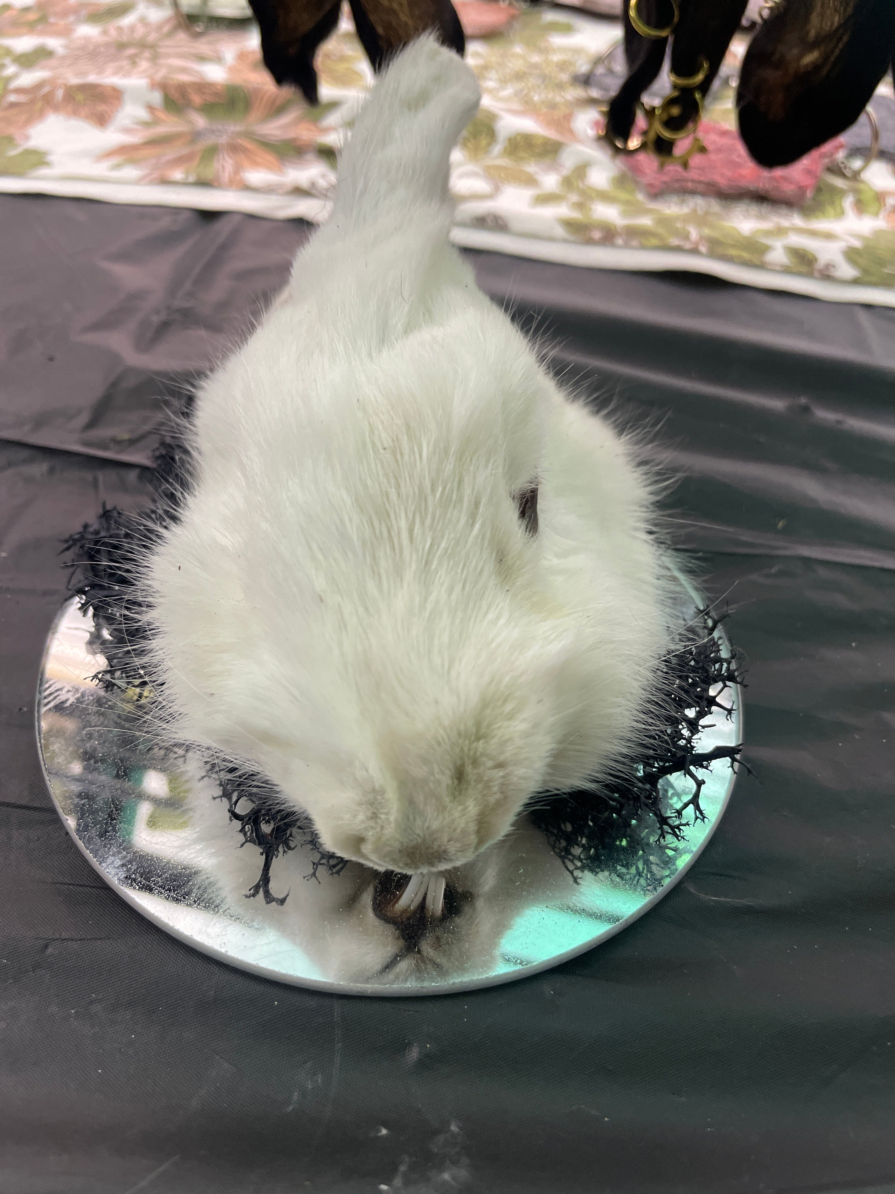 Rabbit Head on Mirror flat