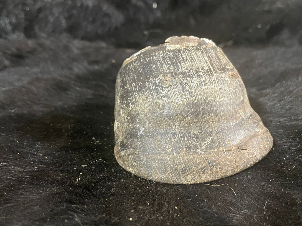 Foal Hoof with issues