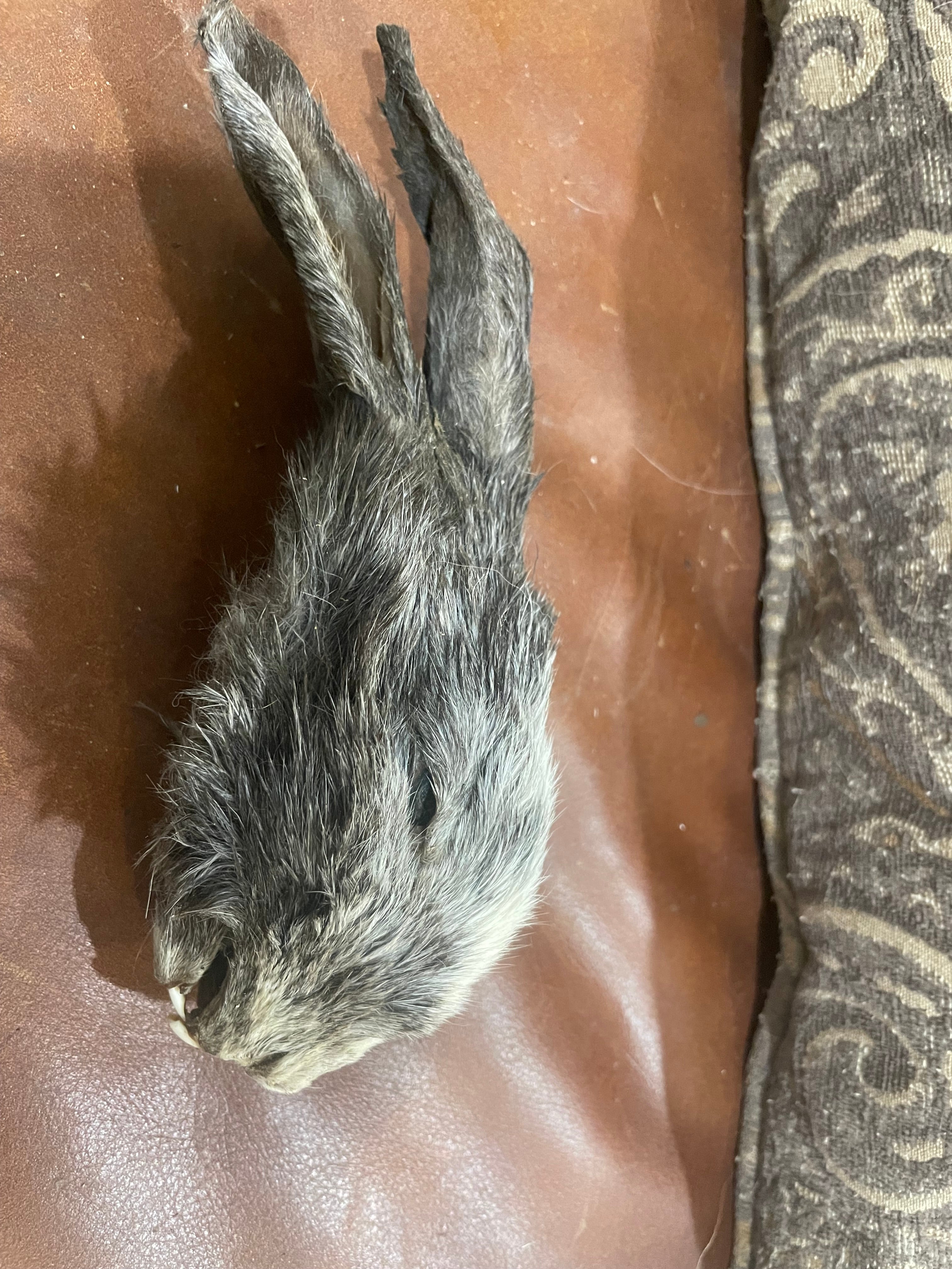 Mummified Rabbit Head