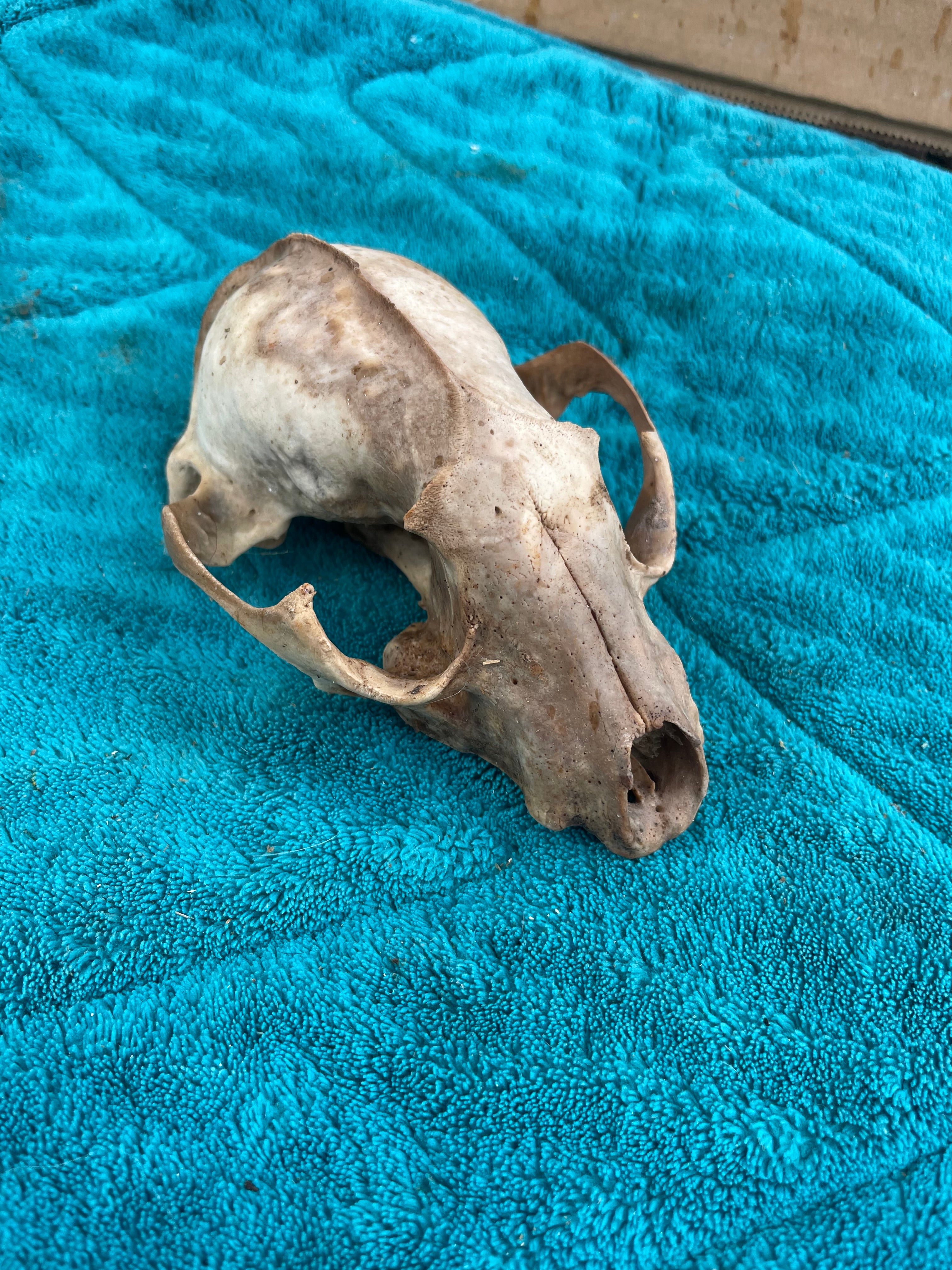 Bobcat Craft Skull