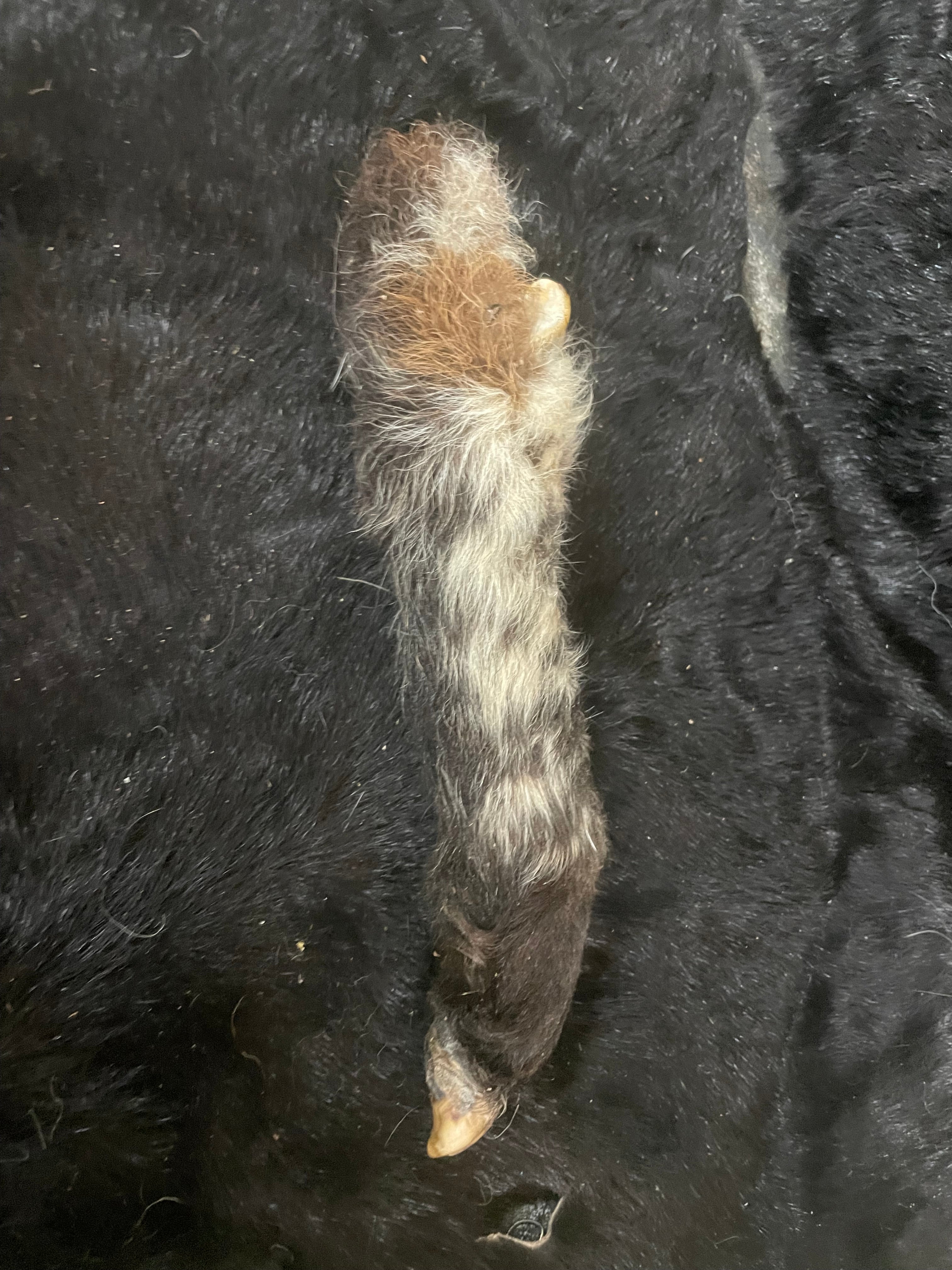 Black and white Mummified Lamb Leg