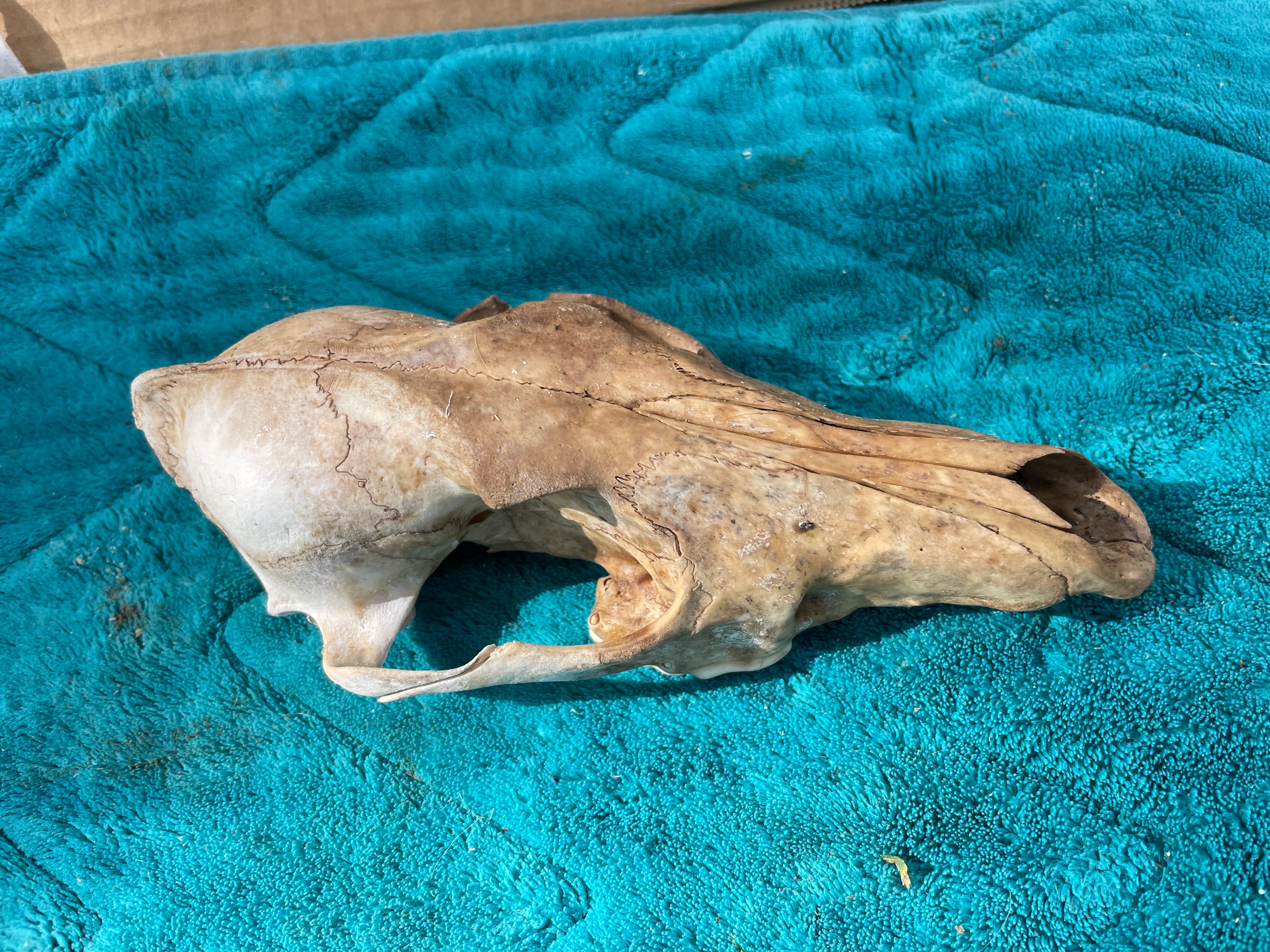 Craft Grade Coyote Skull