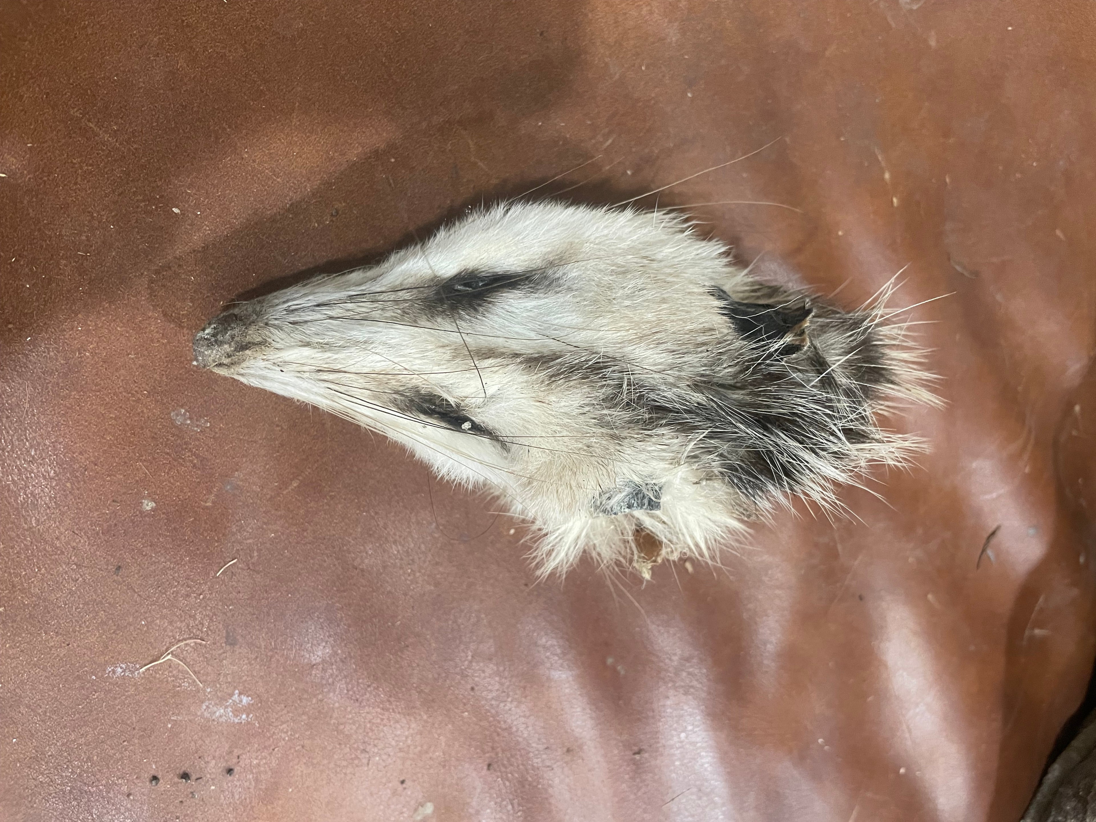 Opposum Head Mummified