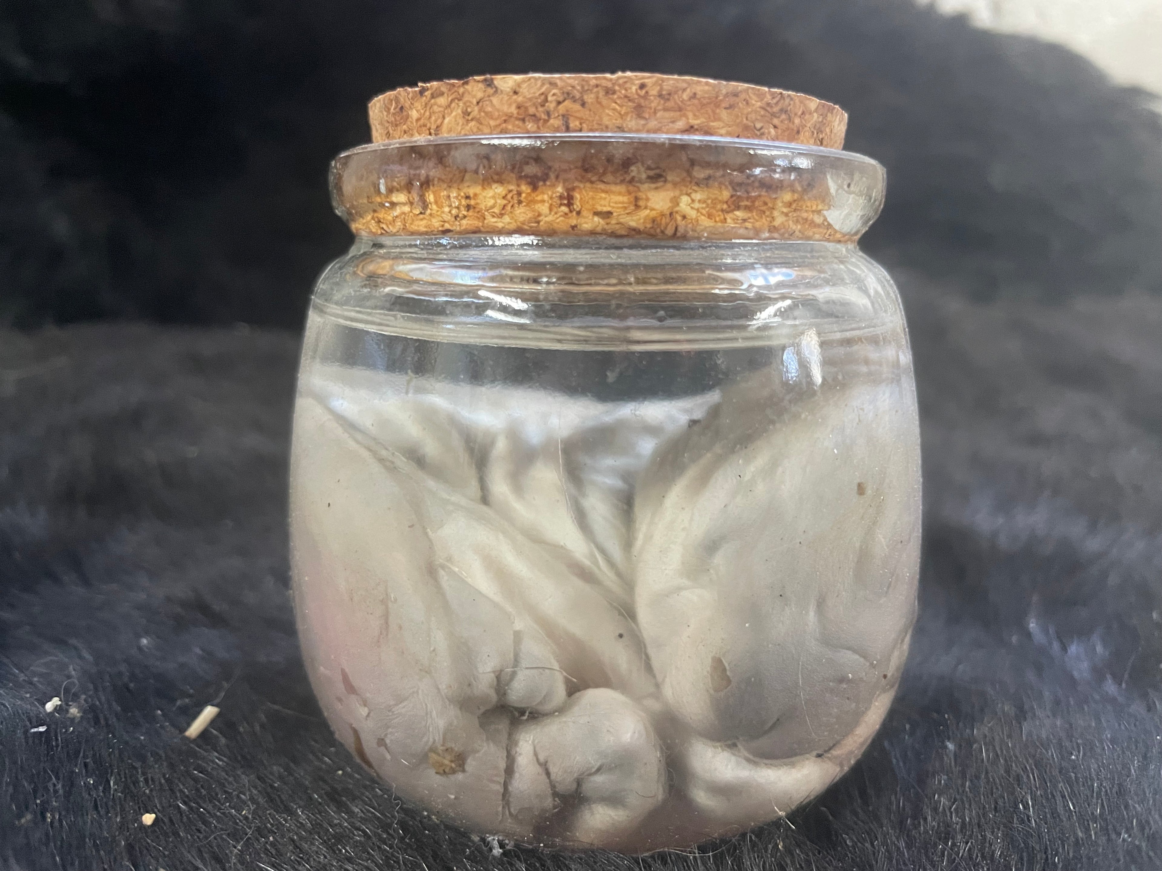 Holland Lop Wet Spec #2