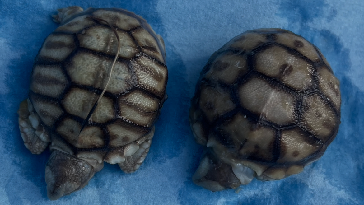 Rare****Baby Sulcata Tortoise Wet Specimens