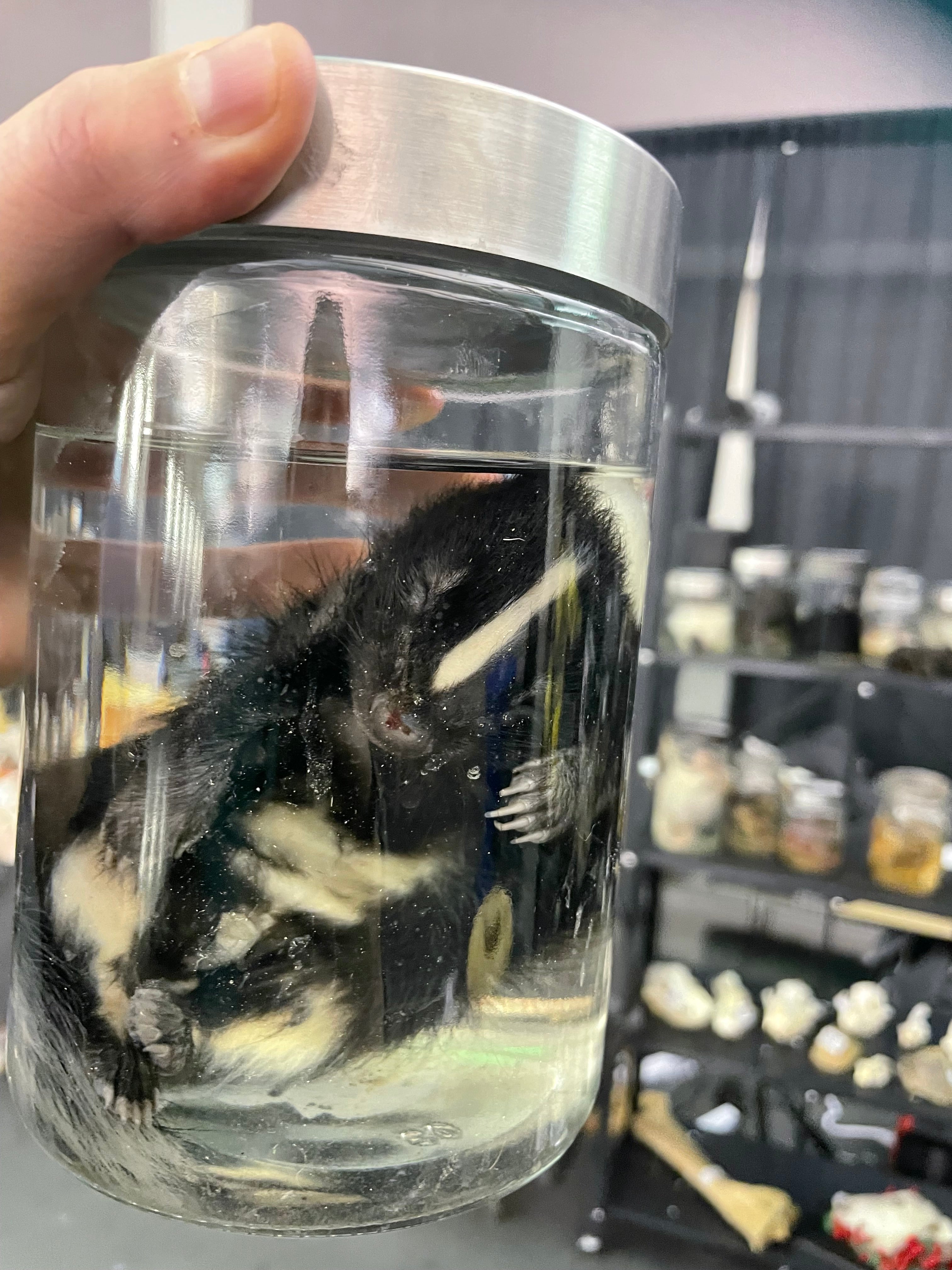 Juvenile Marbled Skunk