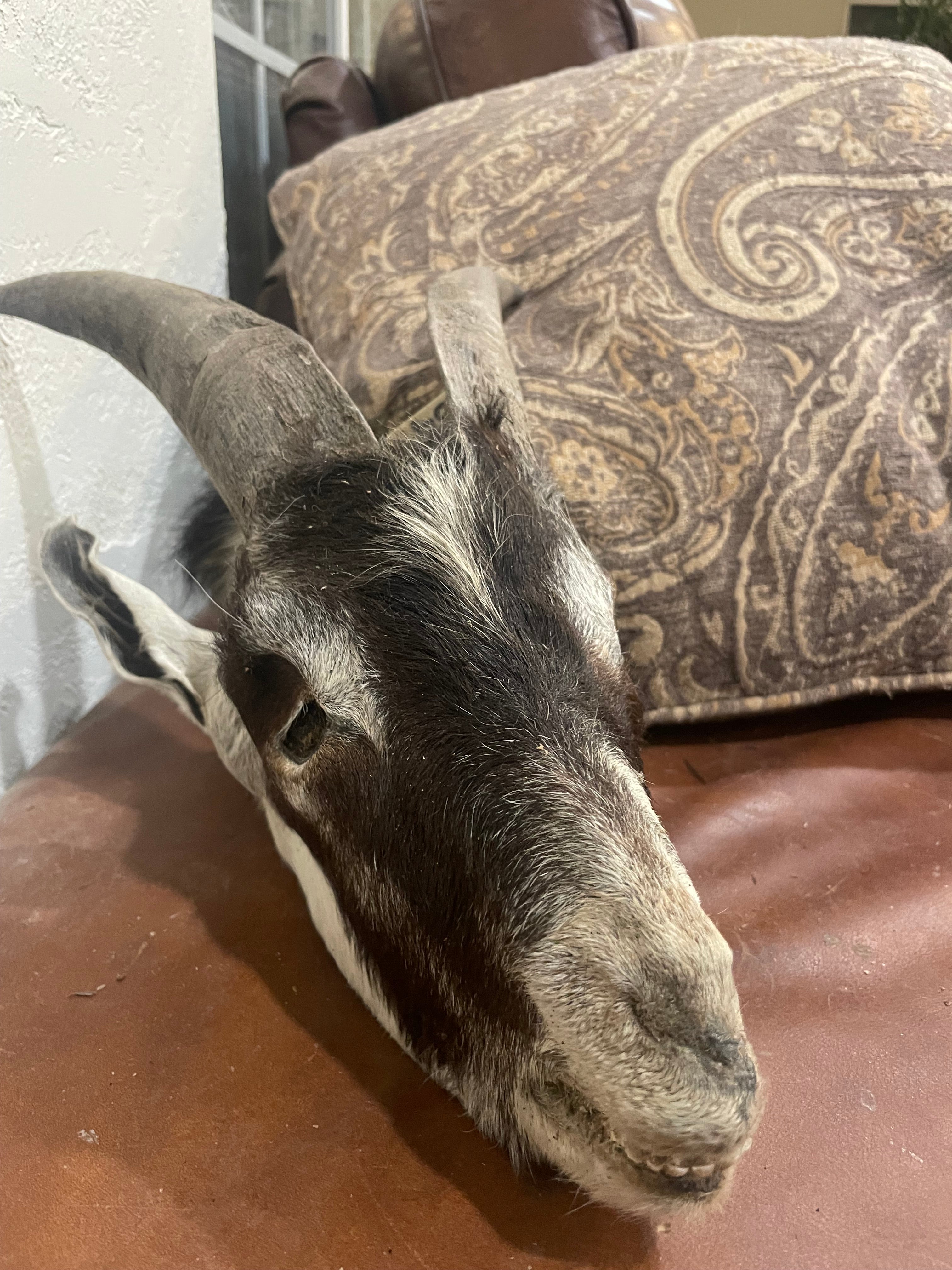 XL mummified Goat Head