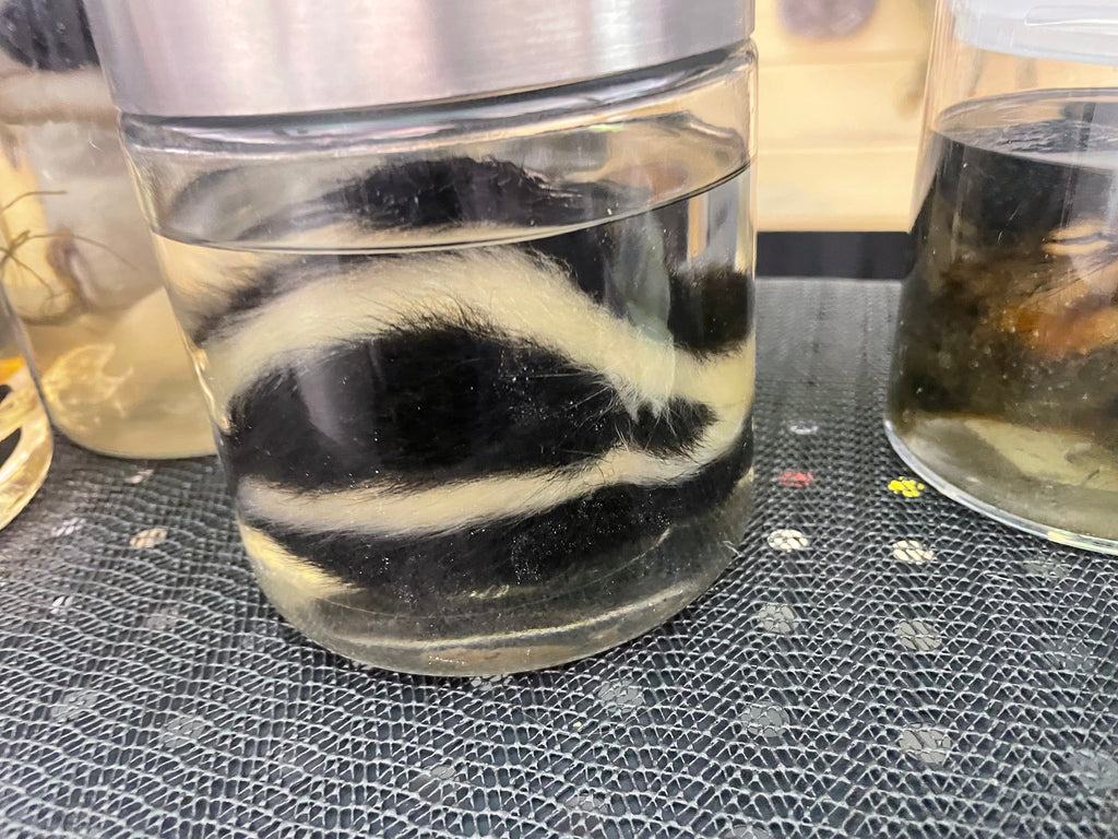 Juvenile Marbled Skunk