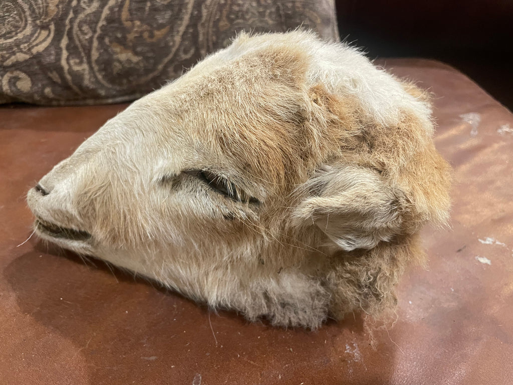 Large Sheep Head