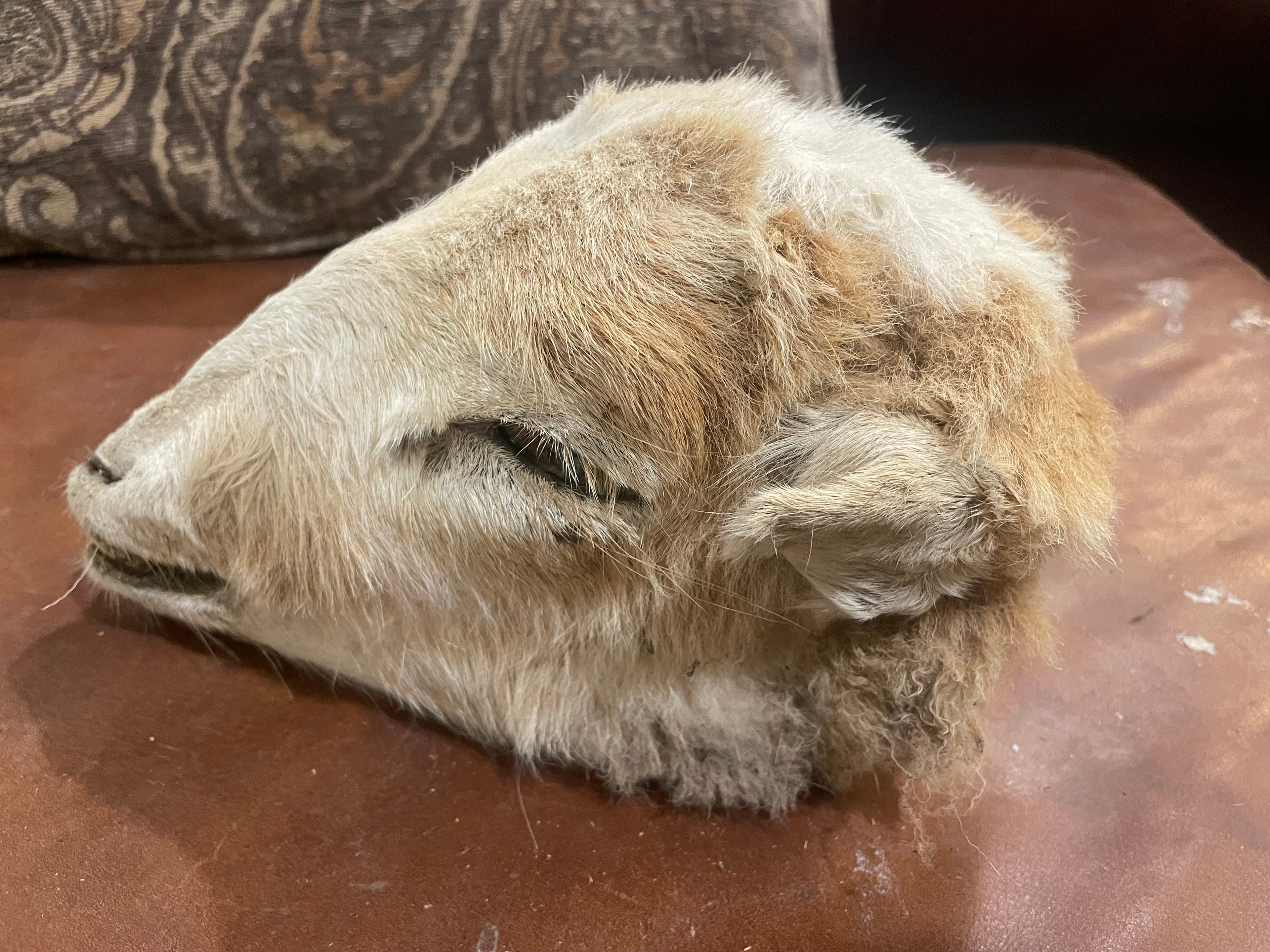 Large Sheep Head