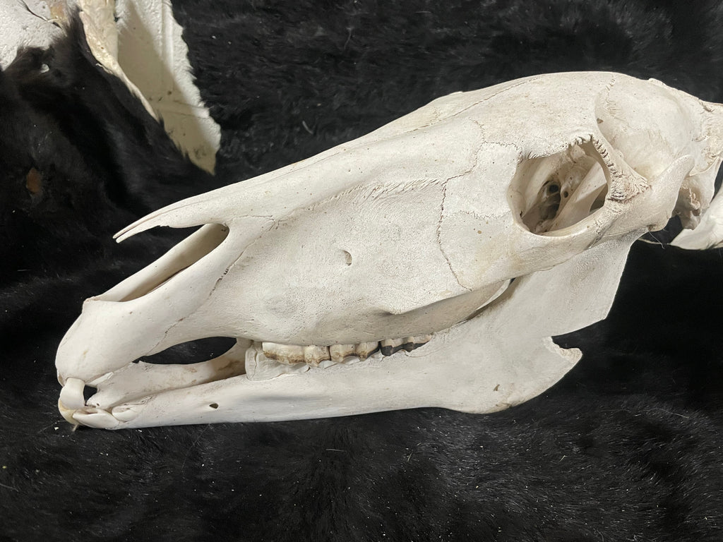 Foal Horse skull