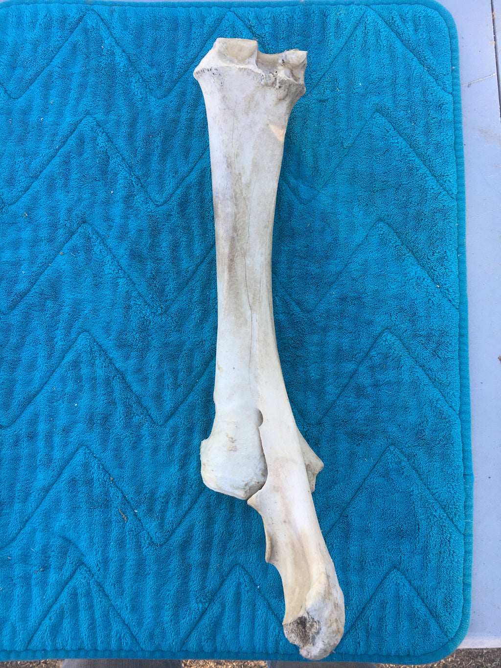 My choice Horse Leg bones