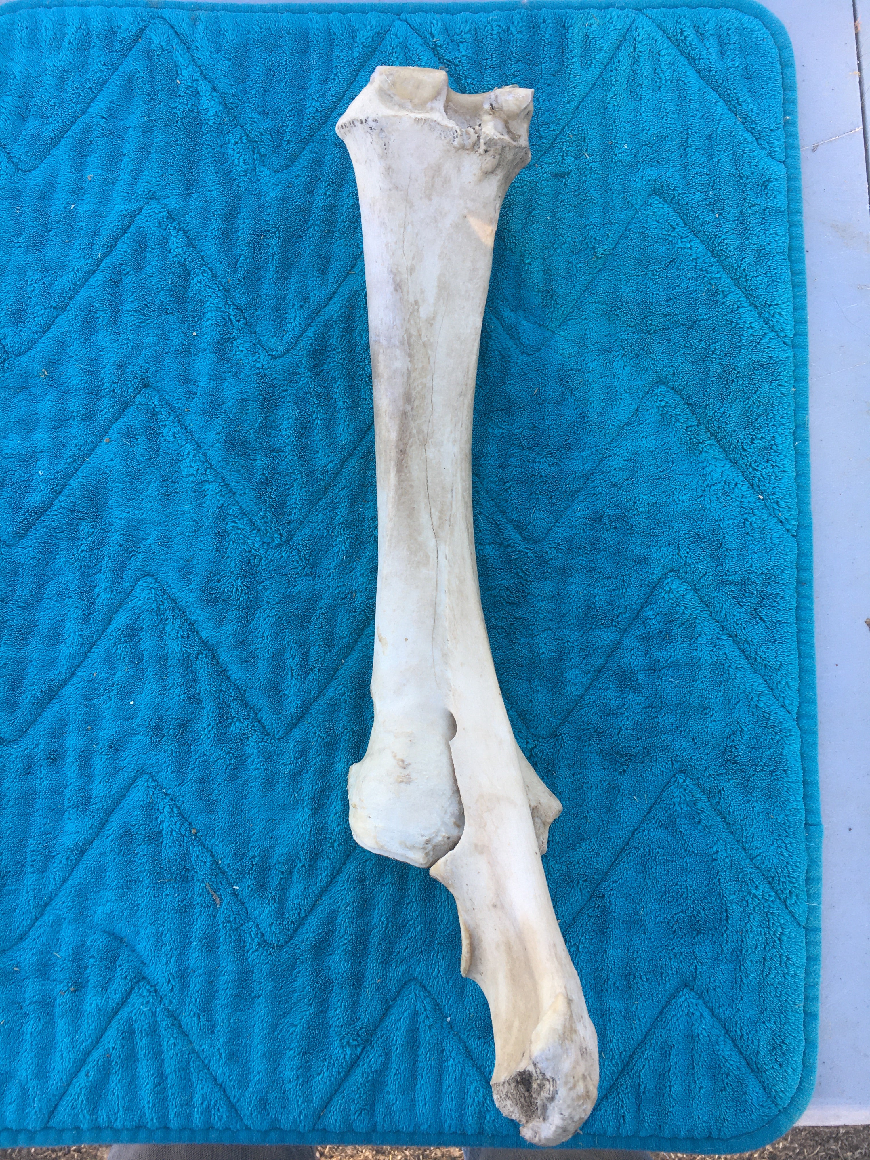 My choice Horse Leg bones