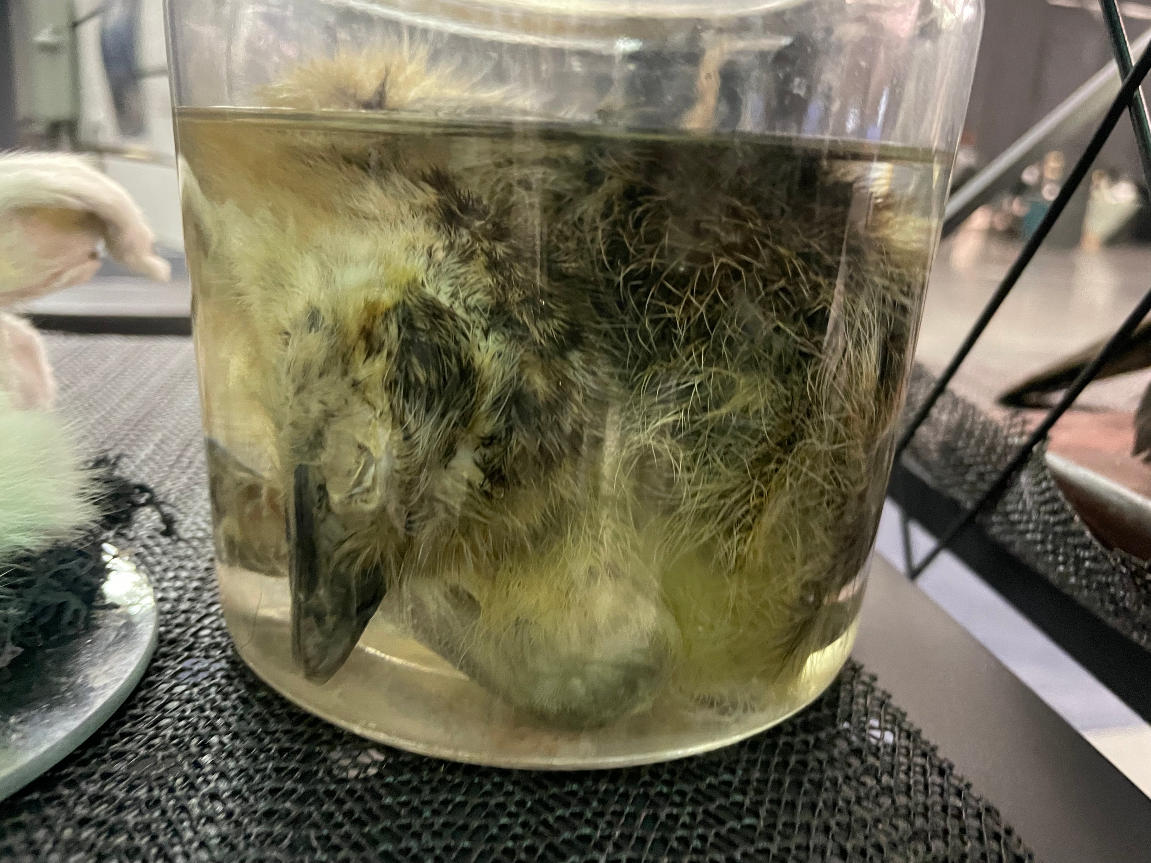 Ostrich Wet Specimen