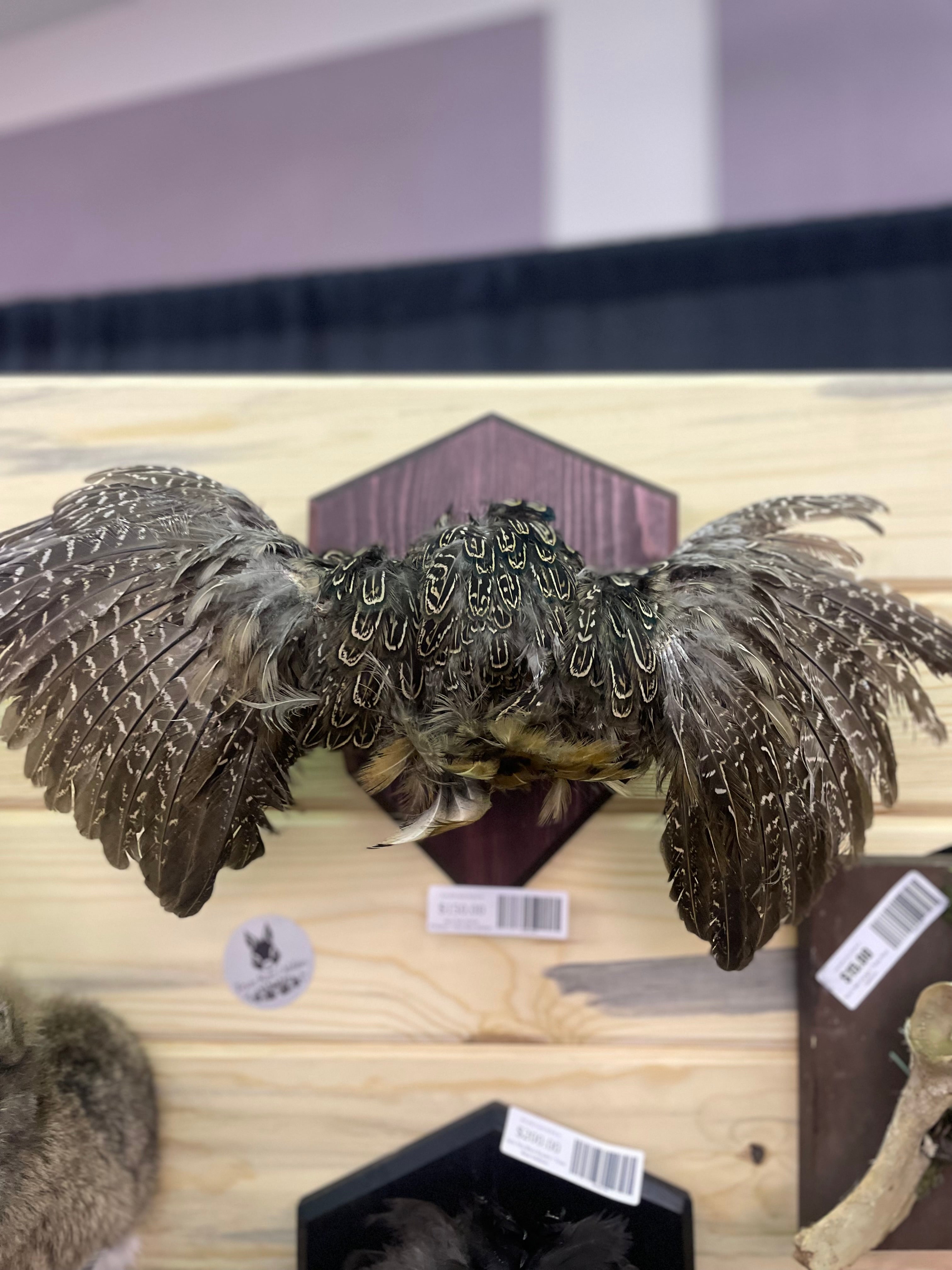 Sans Tete Hybrid Pheasant