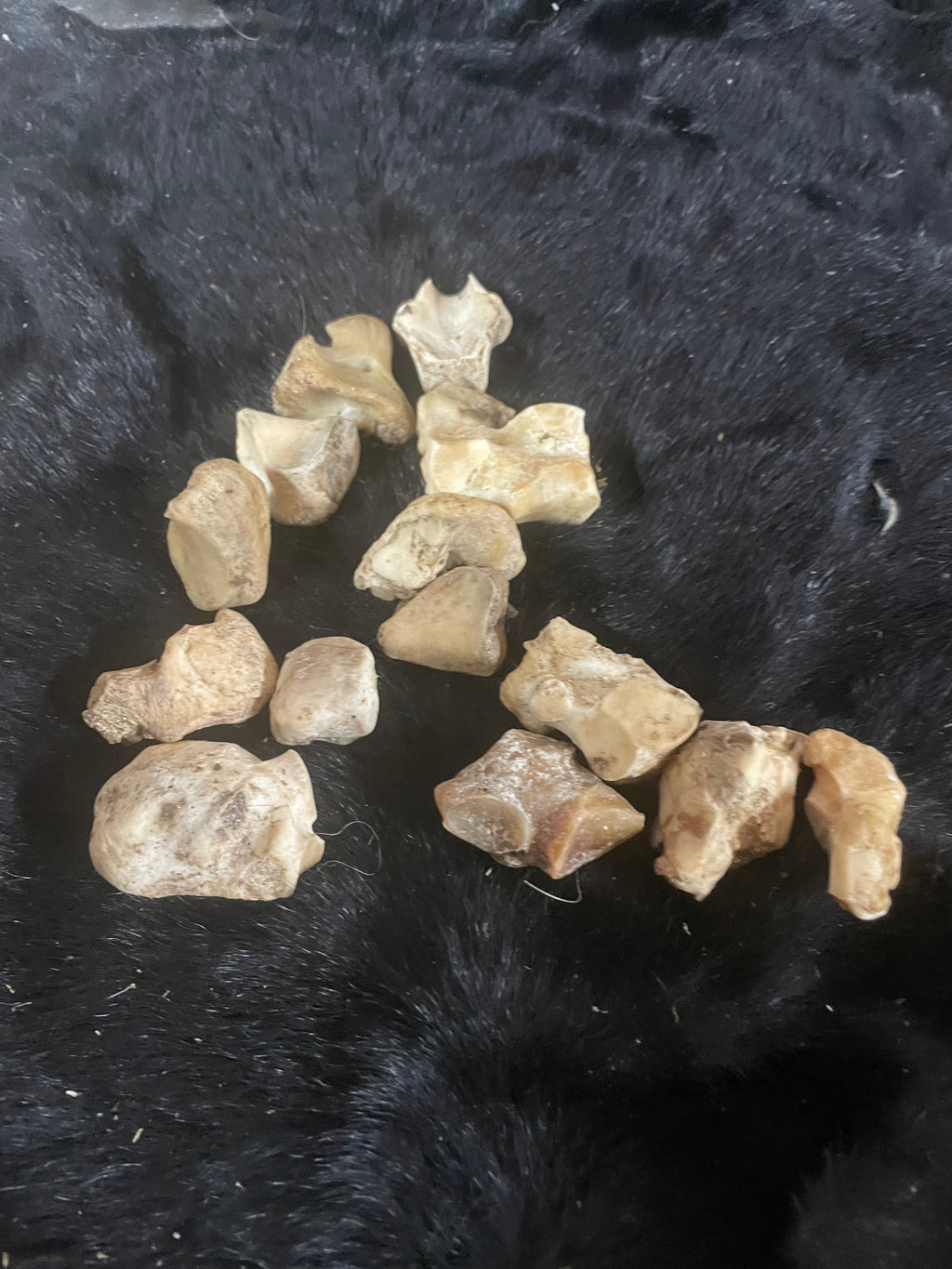 Foal/Horse Lot Bones