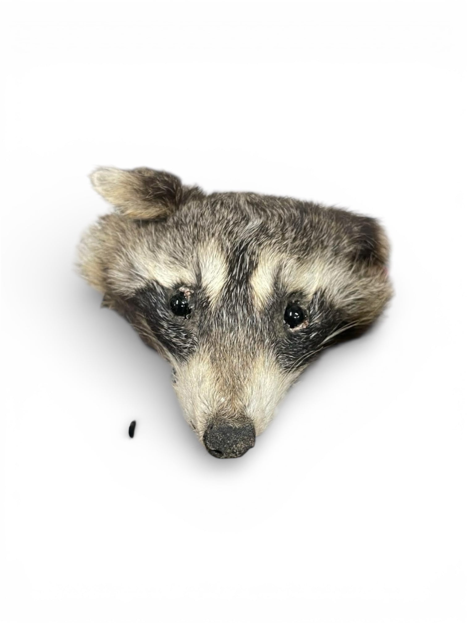 Mummified raccoon Head for dolls