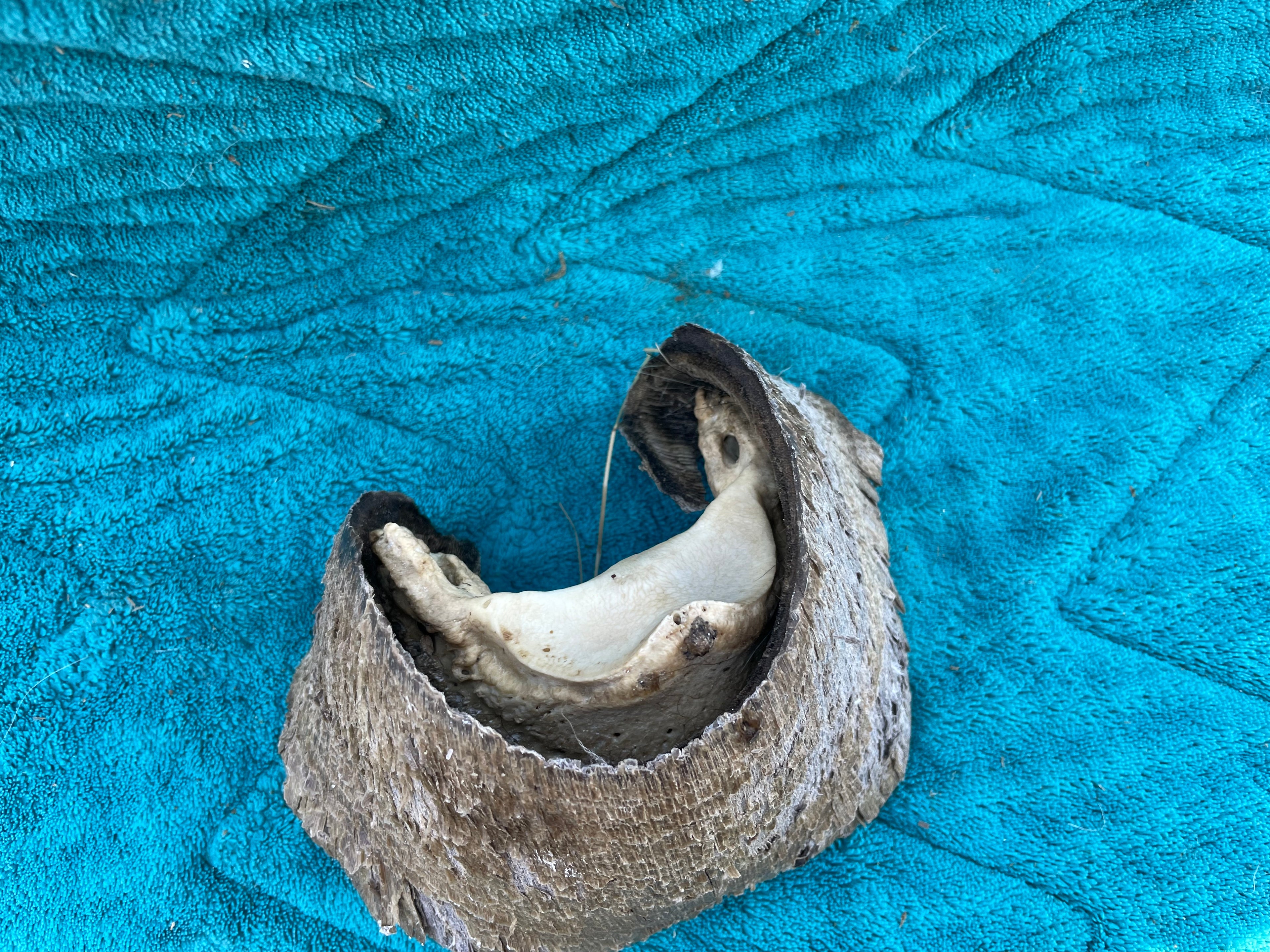 Horse Hoof