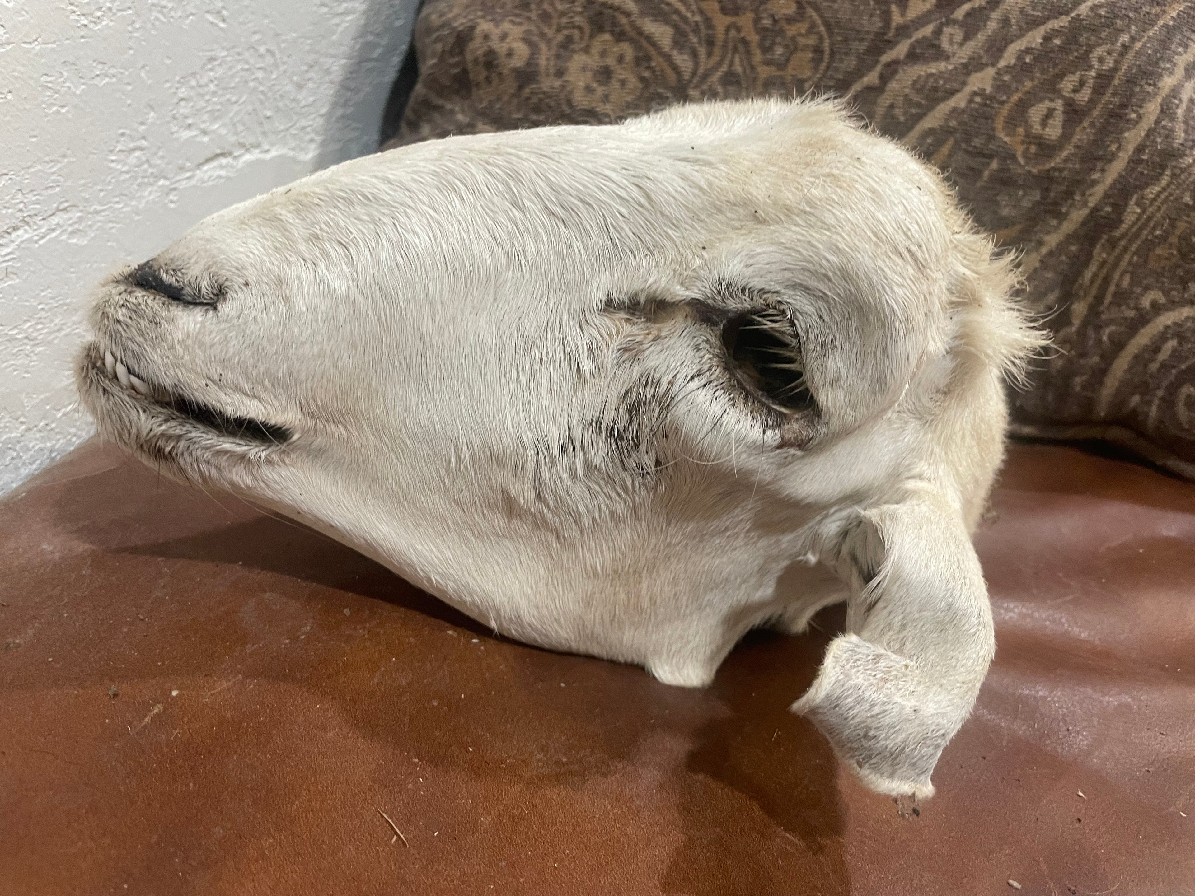 Xl Sheep Head Mummified