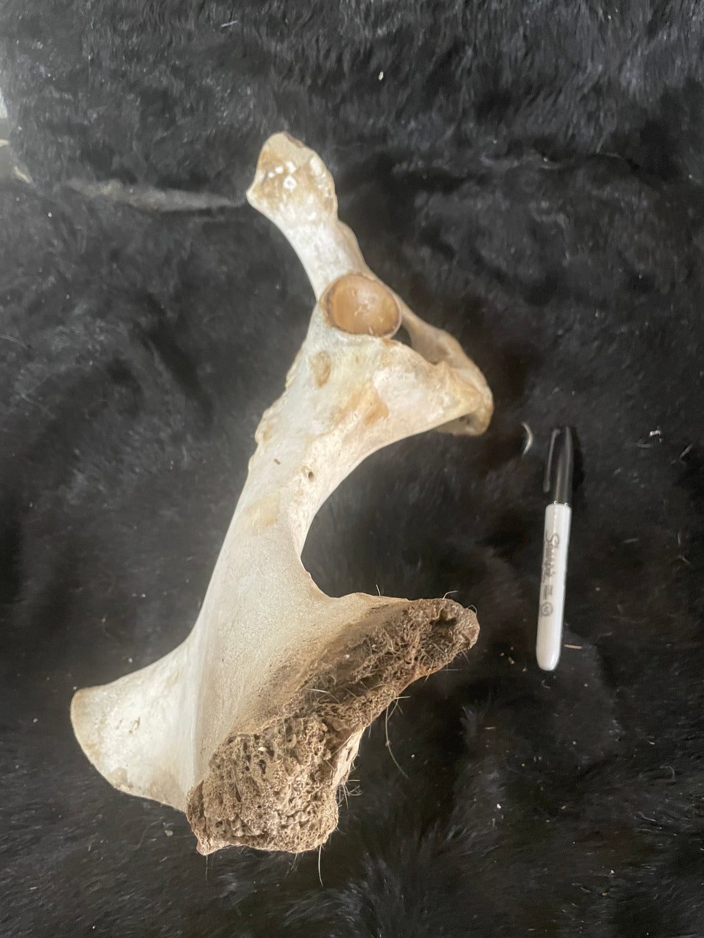 Foal Pelvis Bones