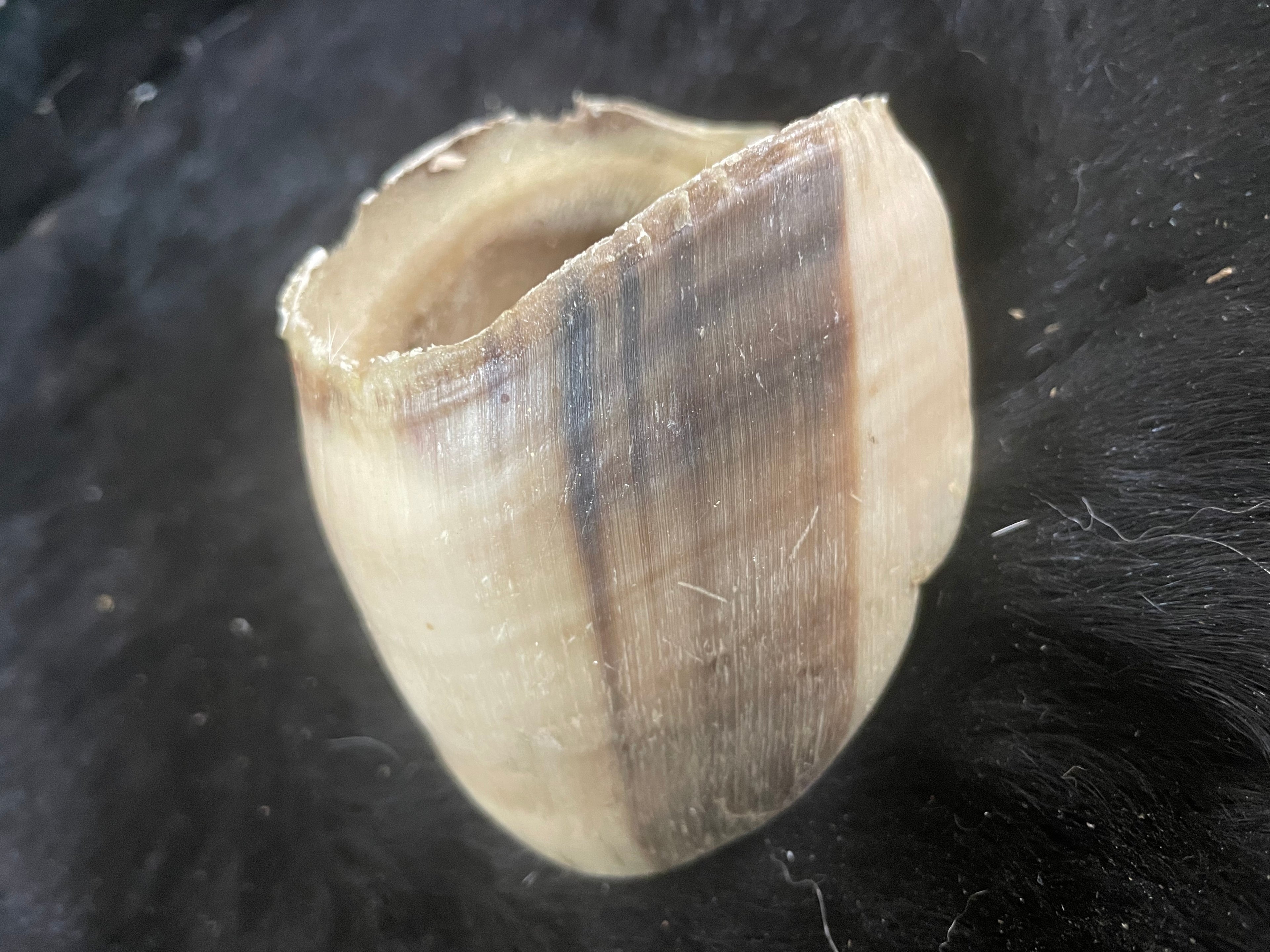 Foal Hoof Capsule