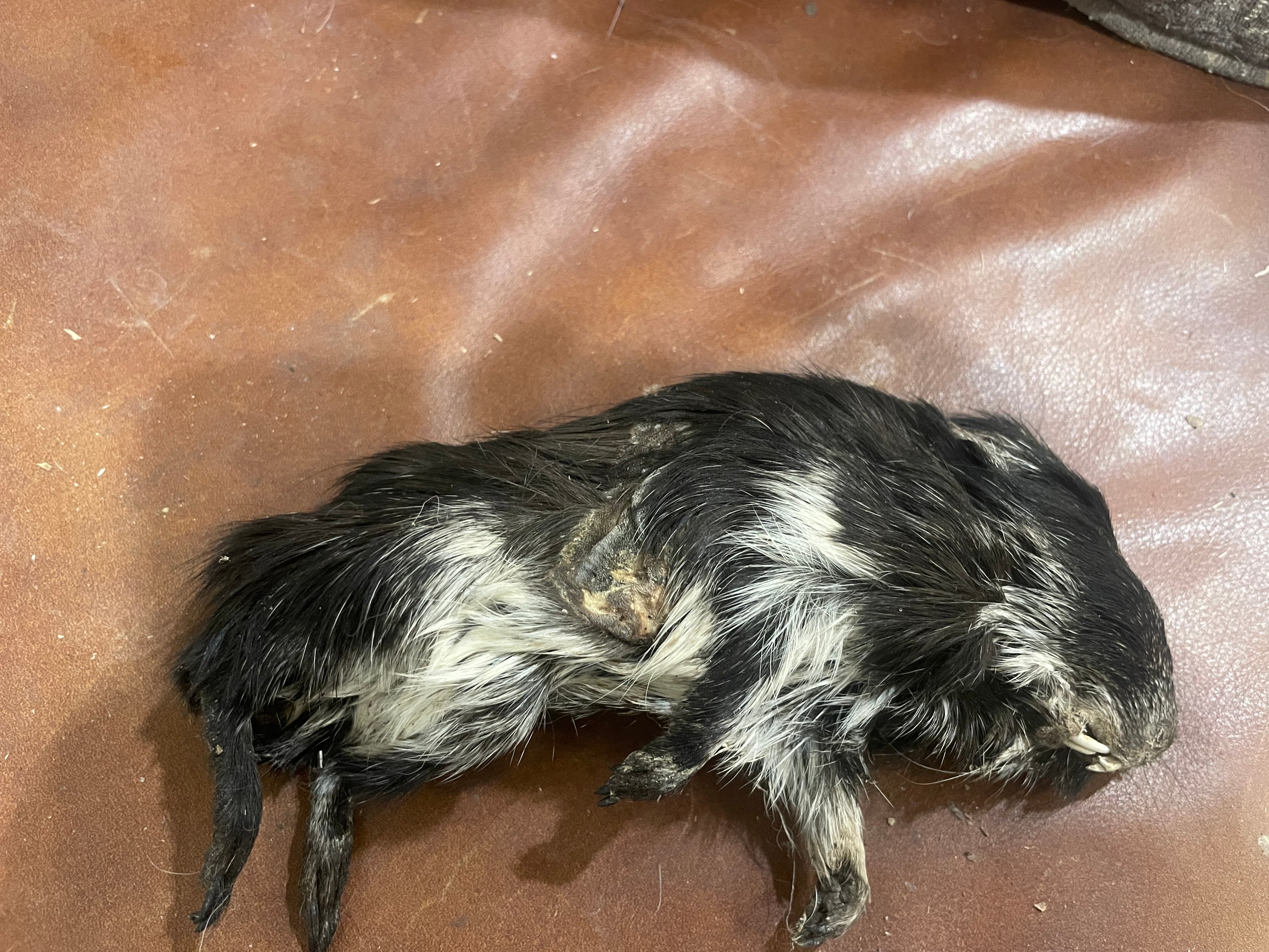 Craft Grade Mummifies Guinea Pig