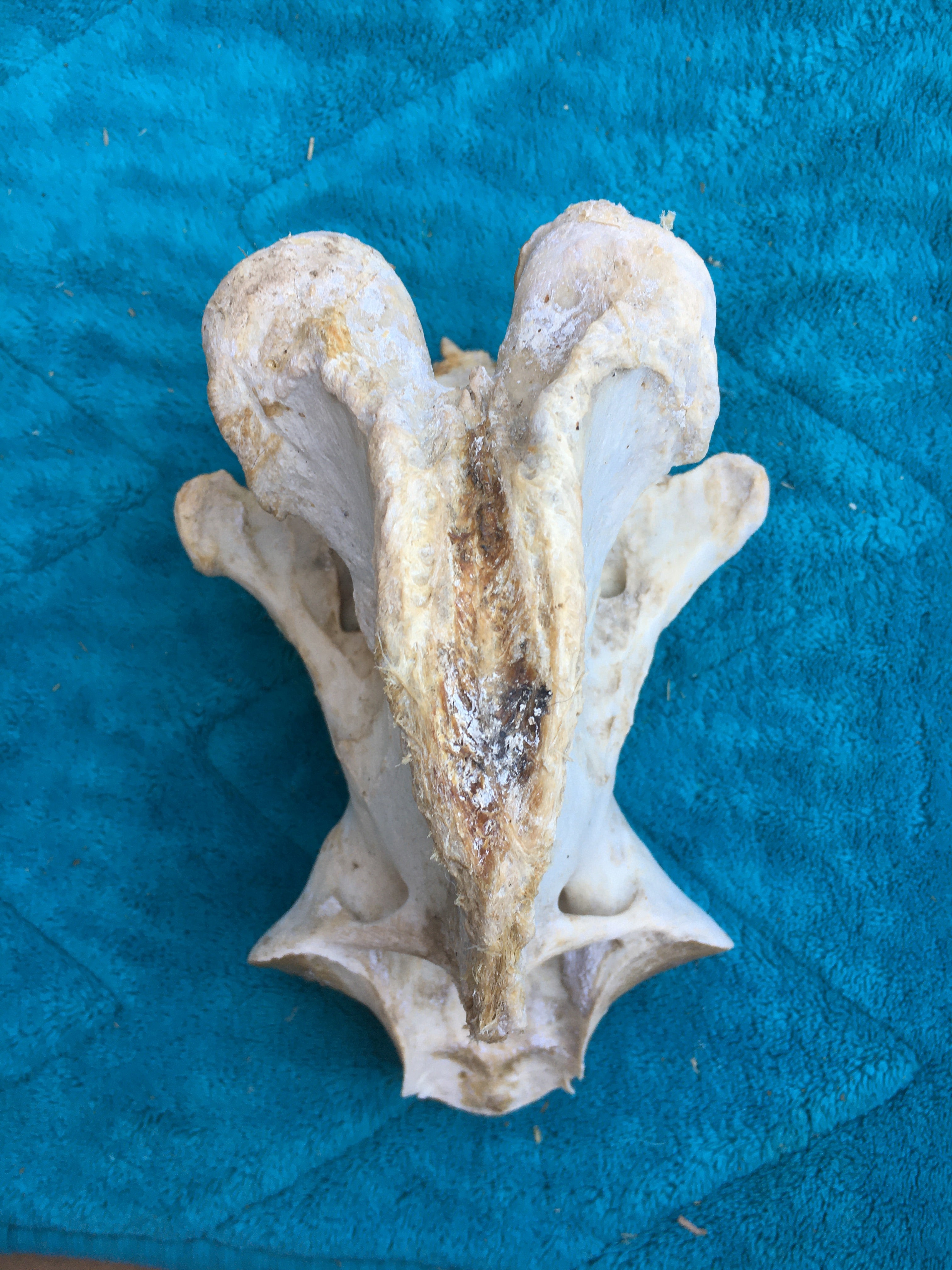 Rare****Alpaca Vertebrae