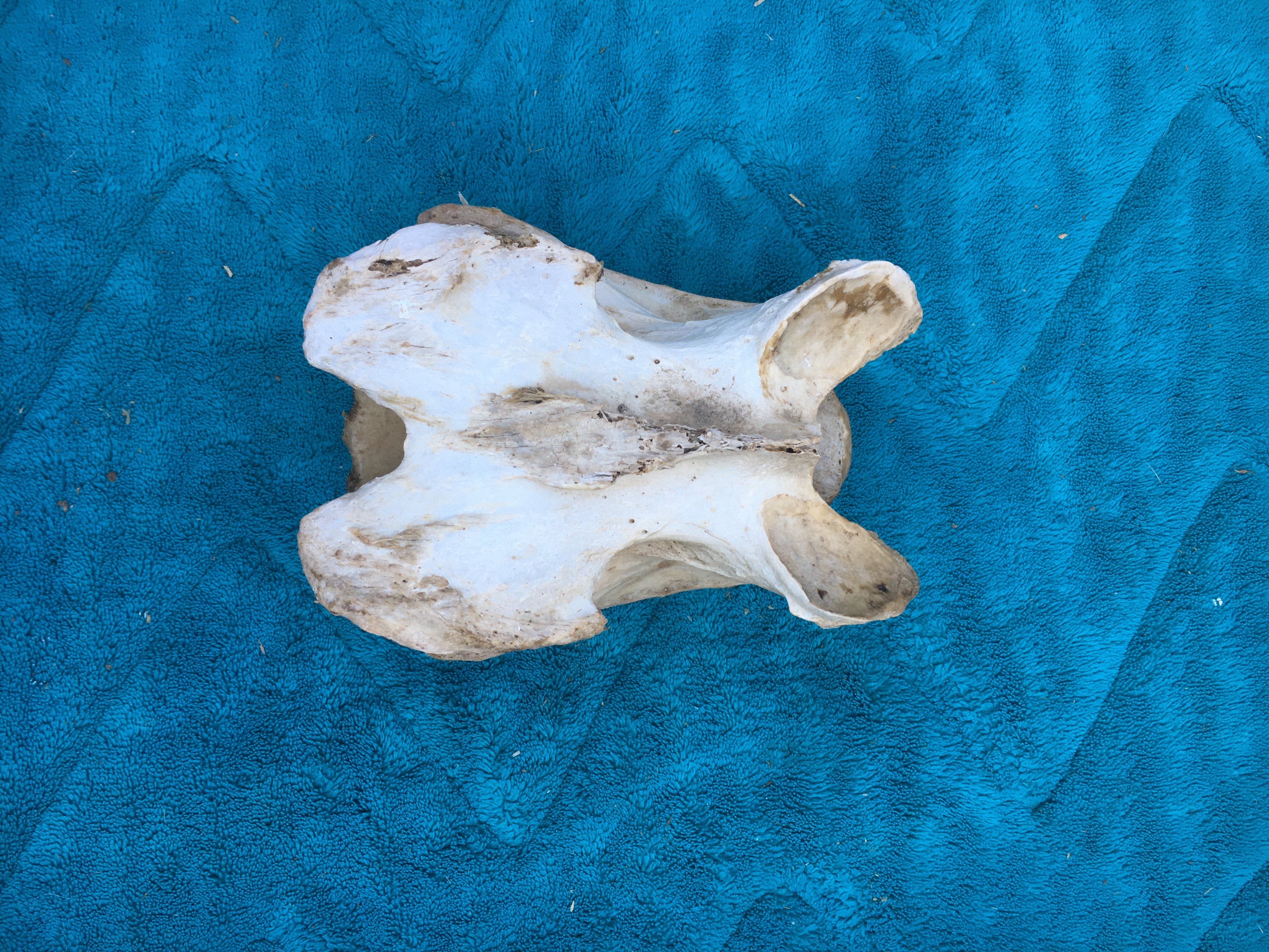 Rare****Alpaca Vertebrae