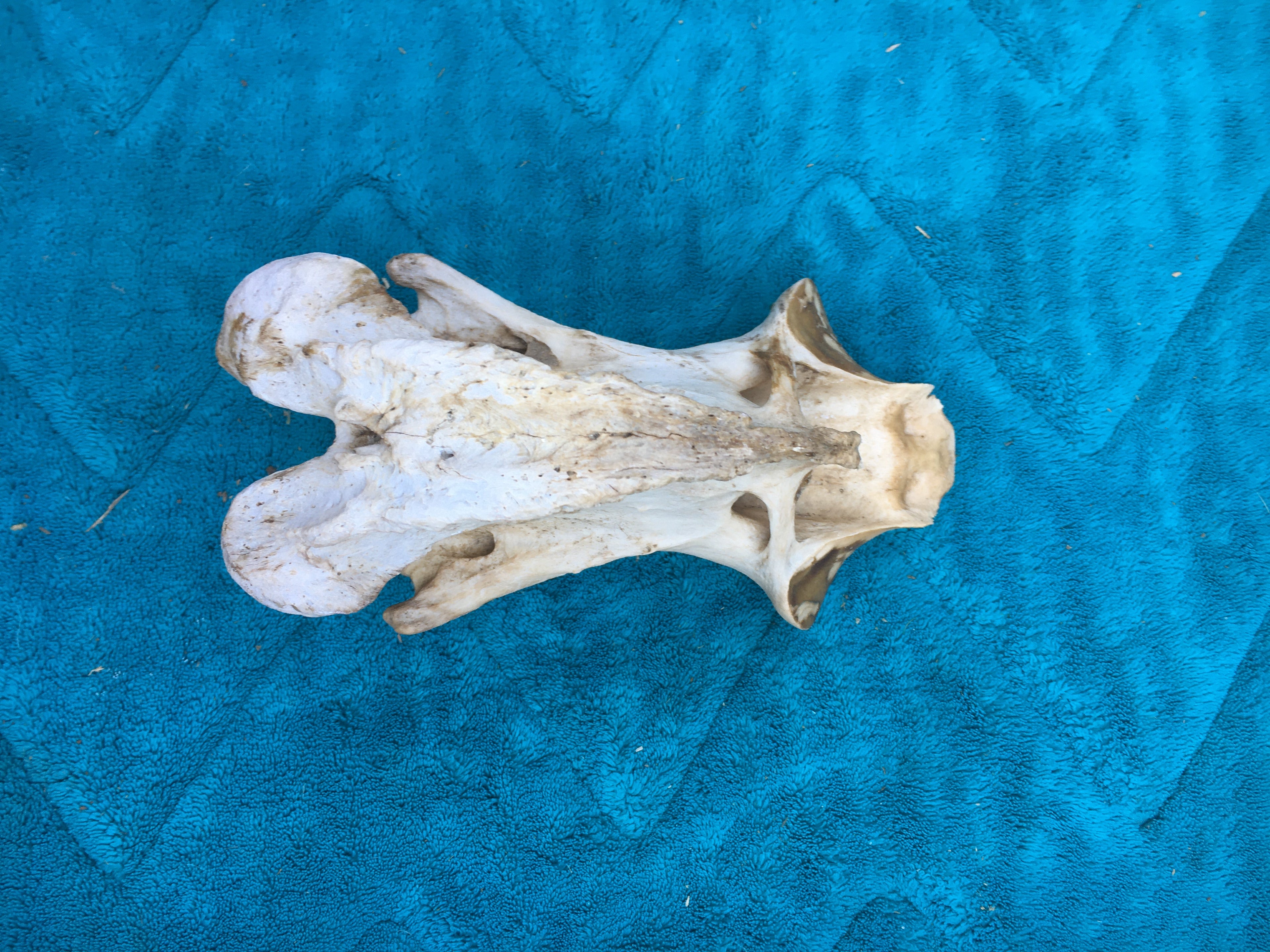 Rare****Alpaca Vertebrae