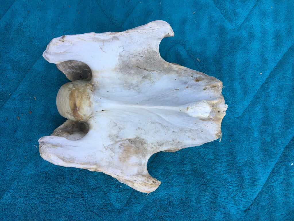 Rare****Alpaca Vertebrae