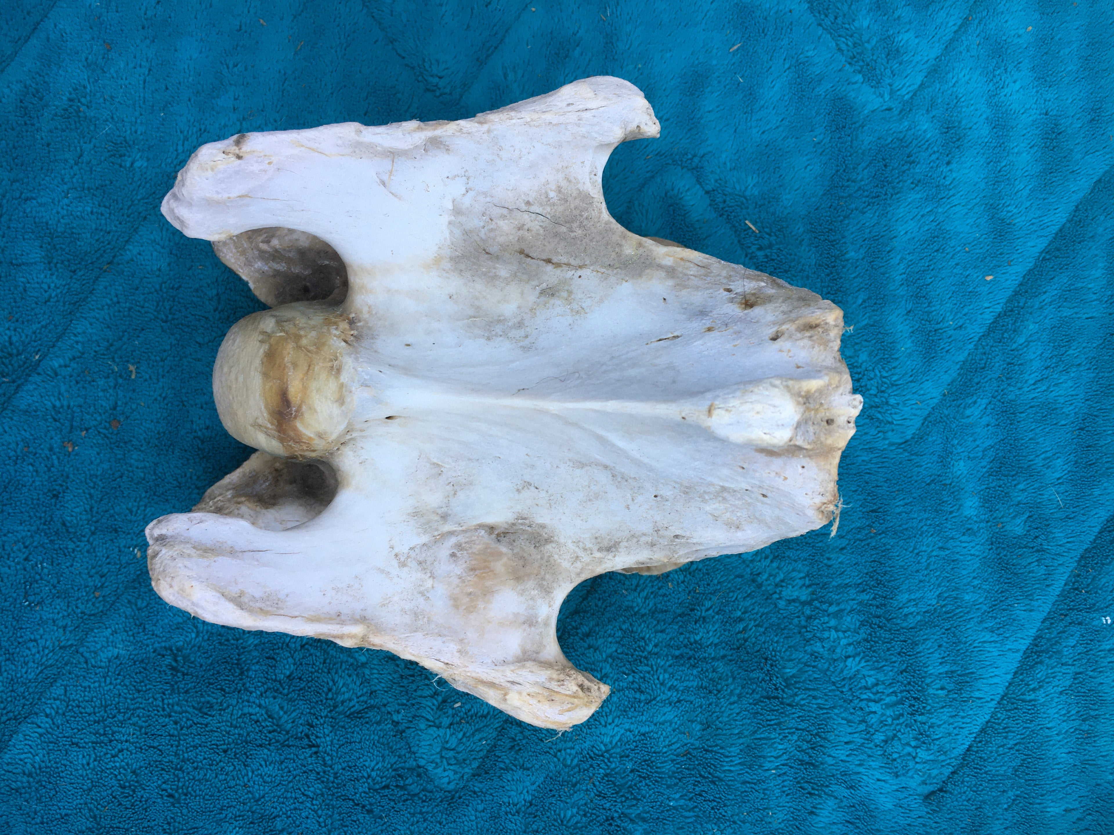 Rare****Alpaca Vertebrae