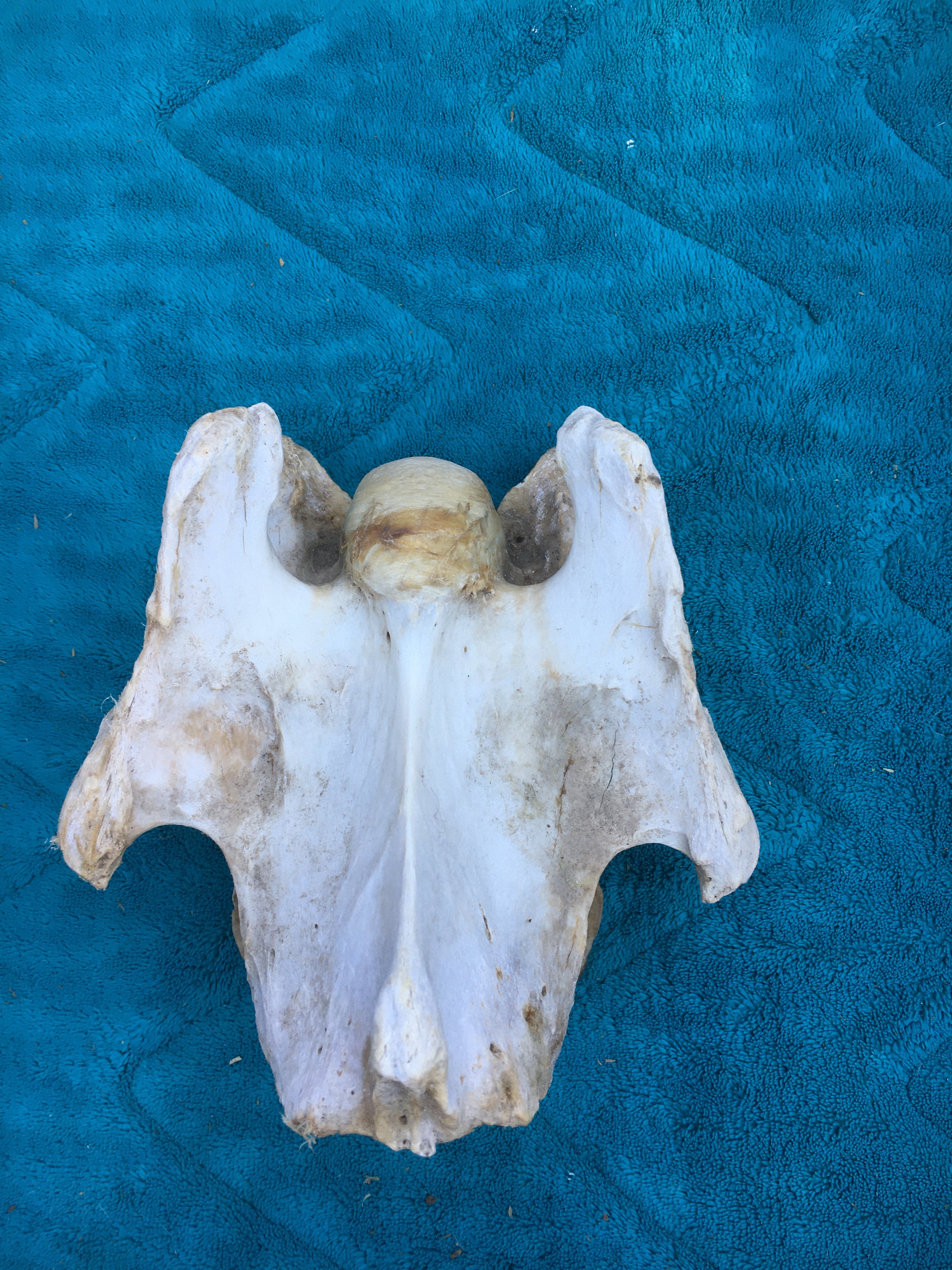 Rare****Alpaca Vertebrae