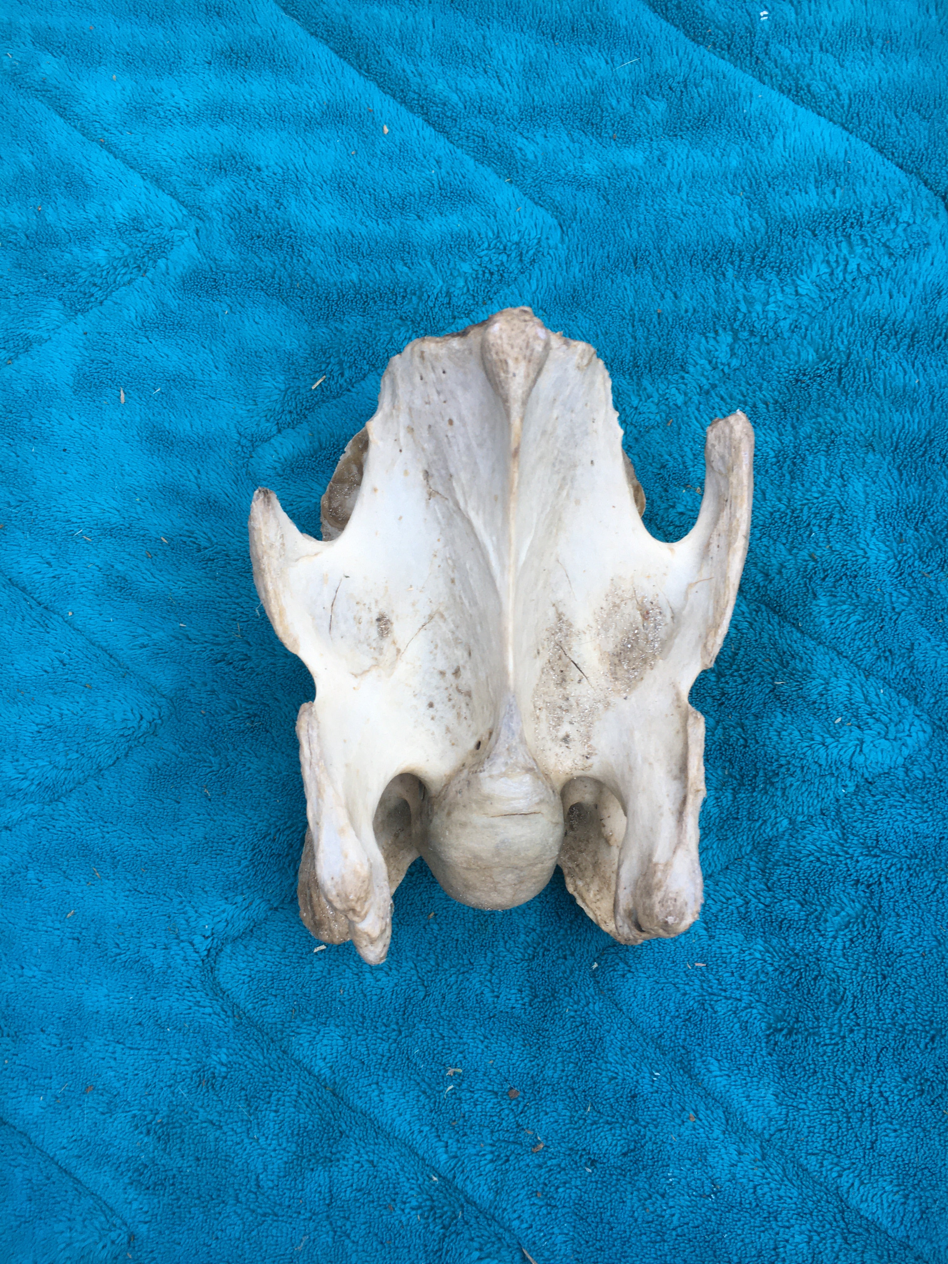 Rare****Alpaca Vertebrae