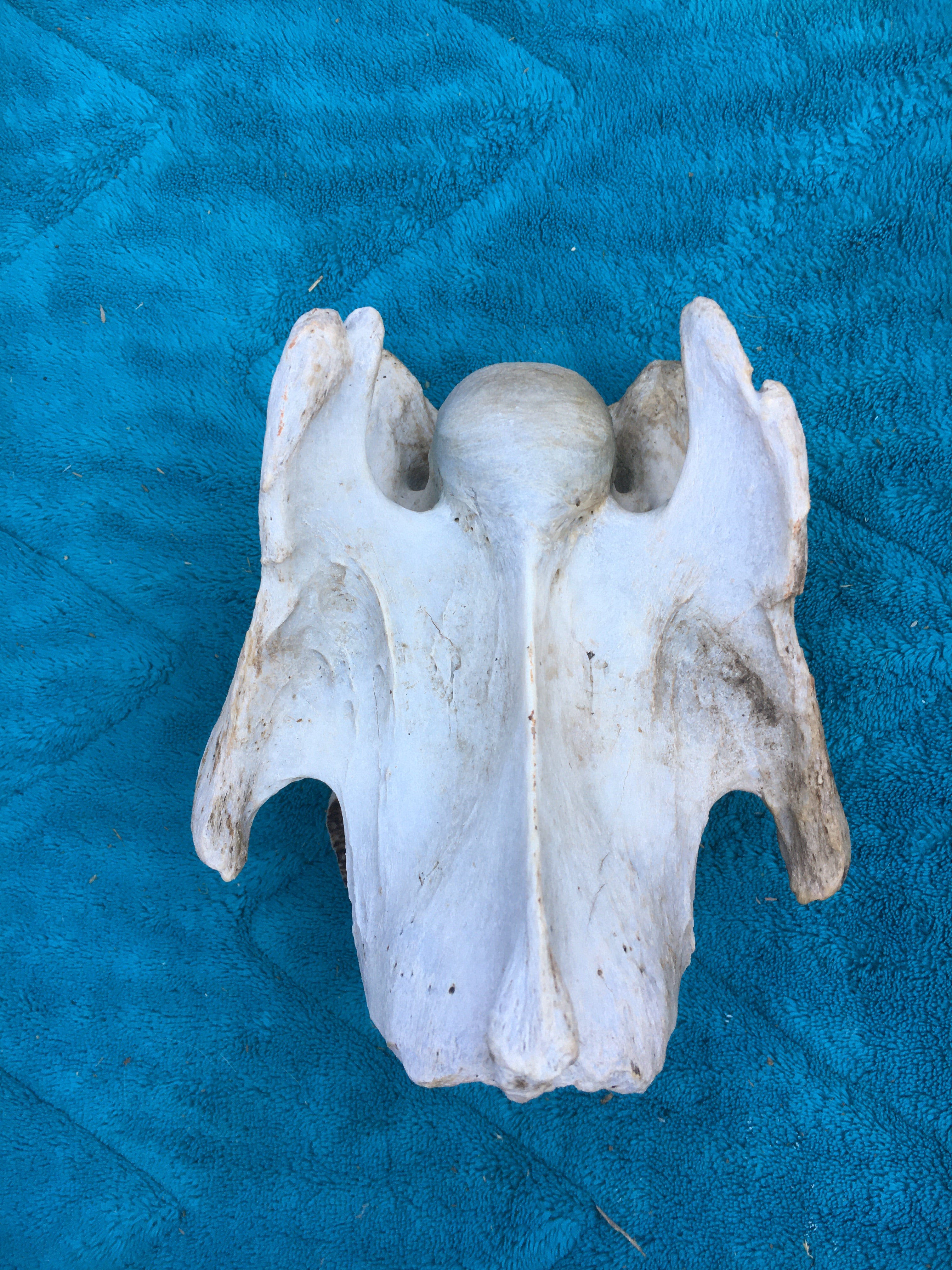 Rare****Alpaca Vertebrae